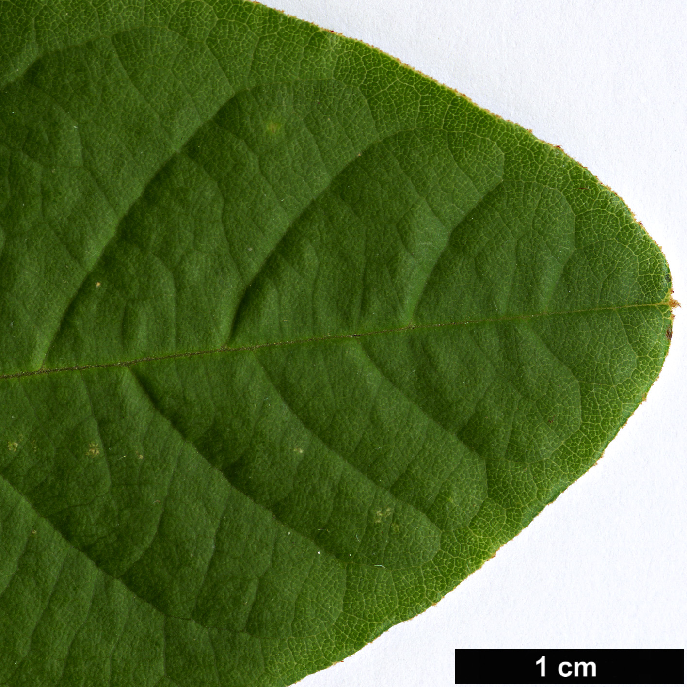 High resolution image: Family: Rhamnaceae - Genus: Pomaderris - Taxon: elliptica