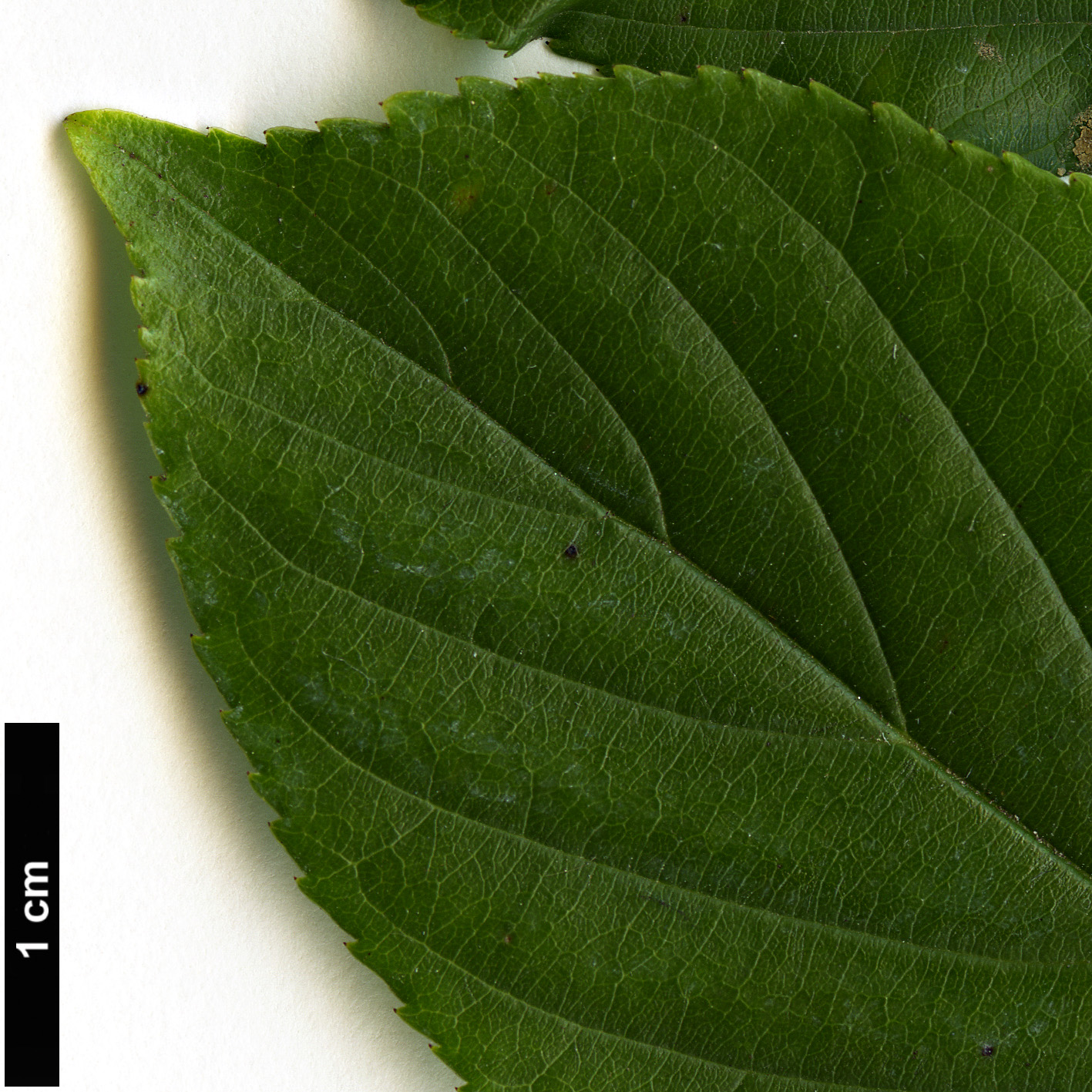High resolution image: Family: Rhamnaceae - Genus: Rhamnella - Taxon: franguloides