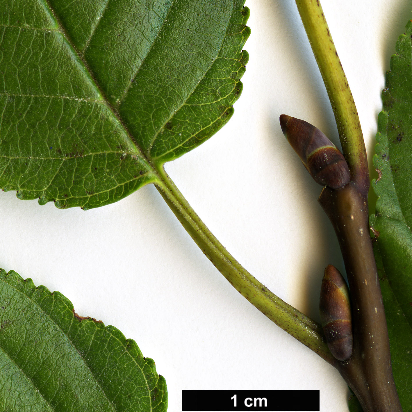 High resolution image: Family: Rhamnaceae - Genus: Rhamnus - Taxon: alpina