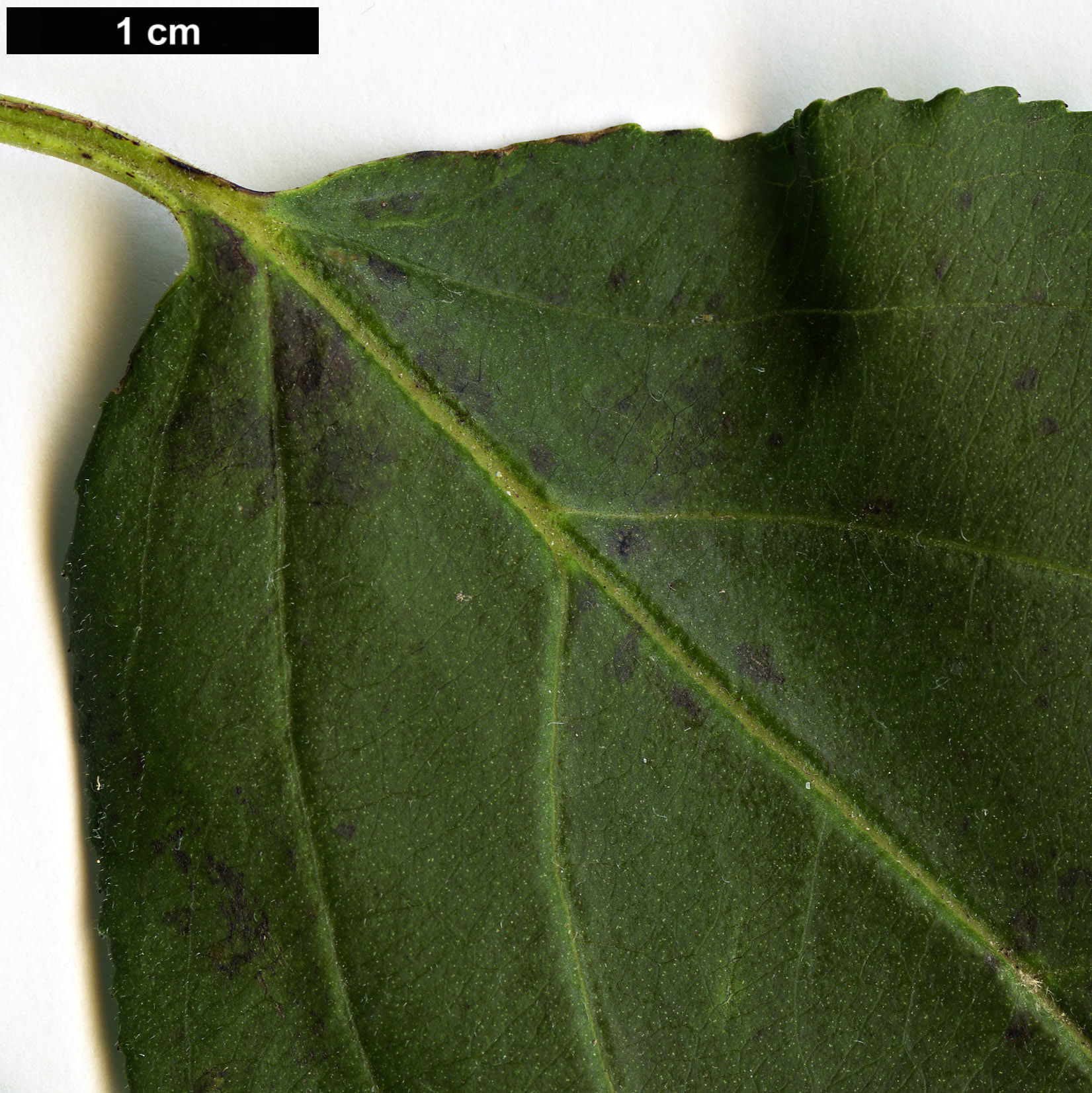 High resolution image: Family: Rhamnaceae - Genus: Rhamnus - Taxon: davurica