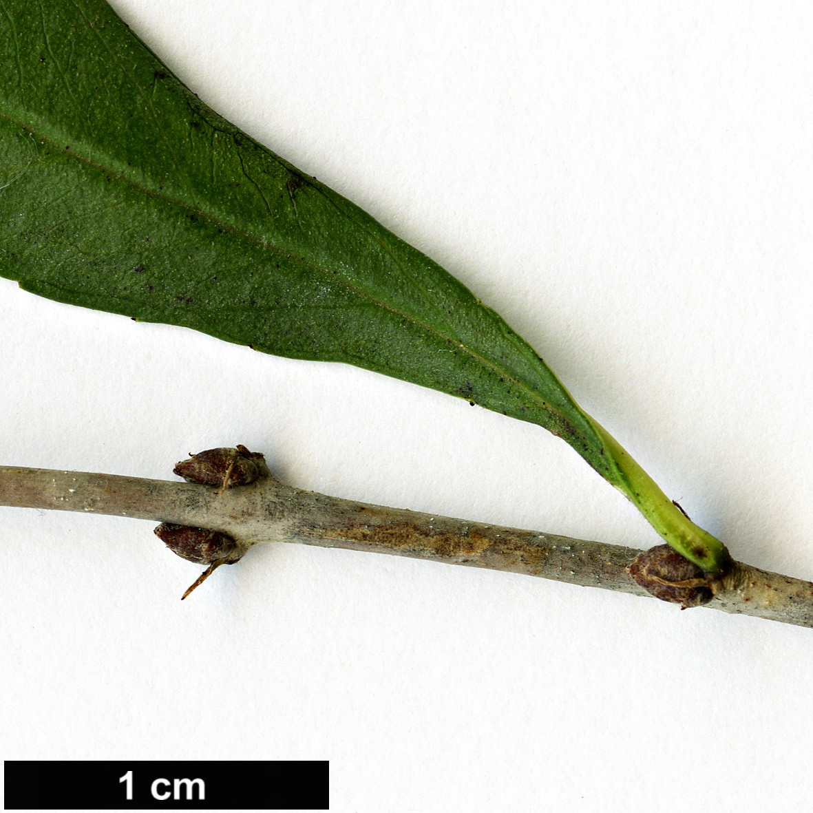 High resolution image: Family: Rhamnaceae - Genus: Rhamnus - Taxon: erythroxyloides - SpeciesSub: subsp.erythroxyloides