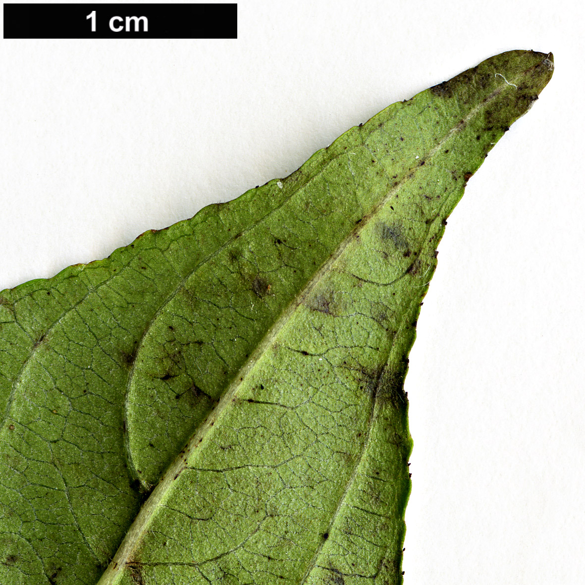 High resolution image: Family: Rhamnaceae - Genus: Rhamnus - Taxon: japonica