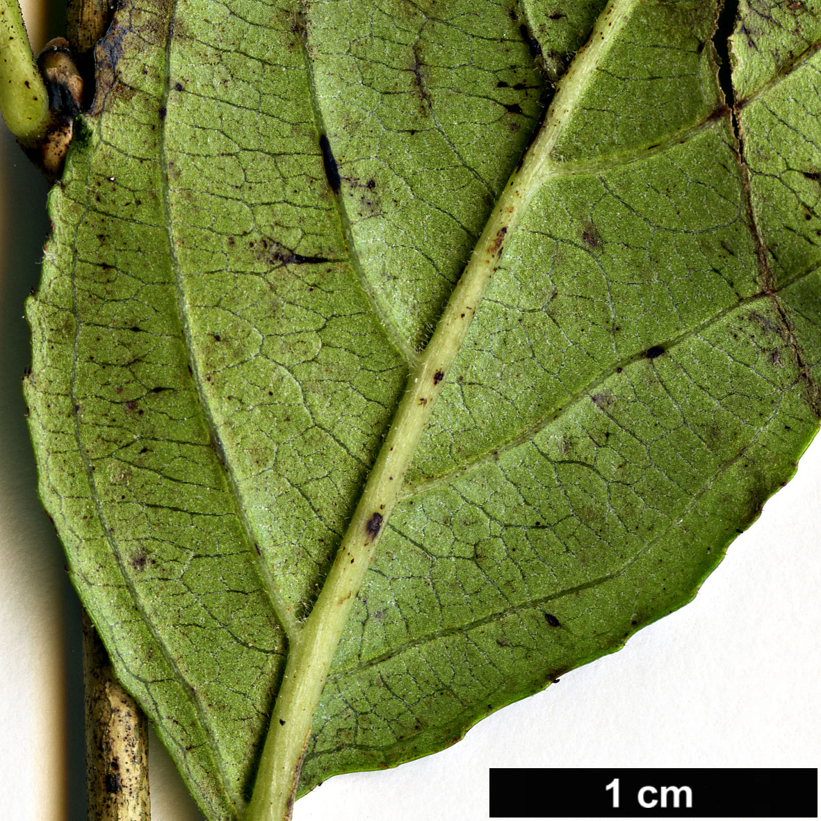 High resolution image: Family: Rhamnaceae - Genus: Rhamnus - Taxon: japonica