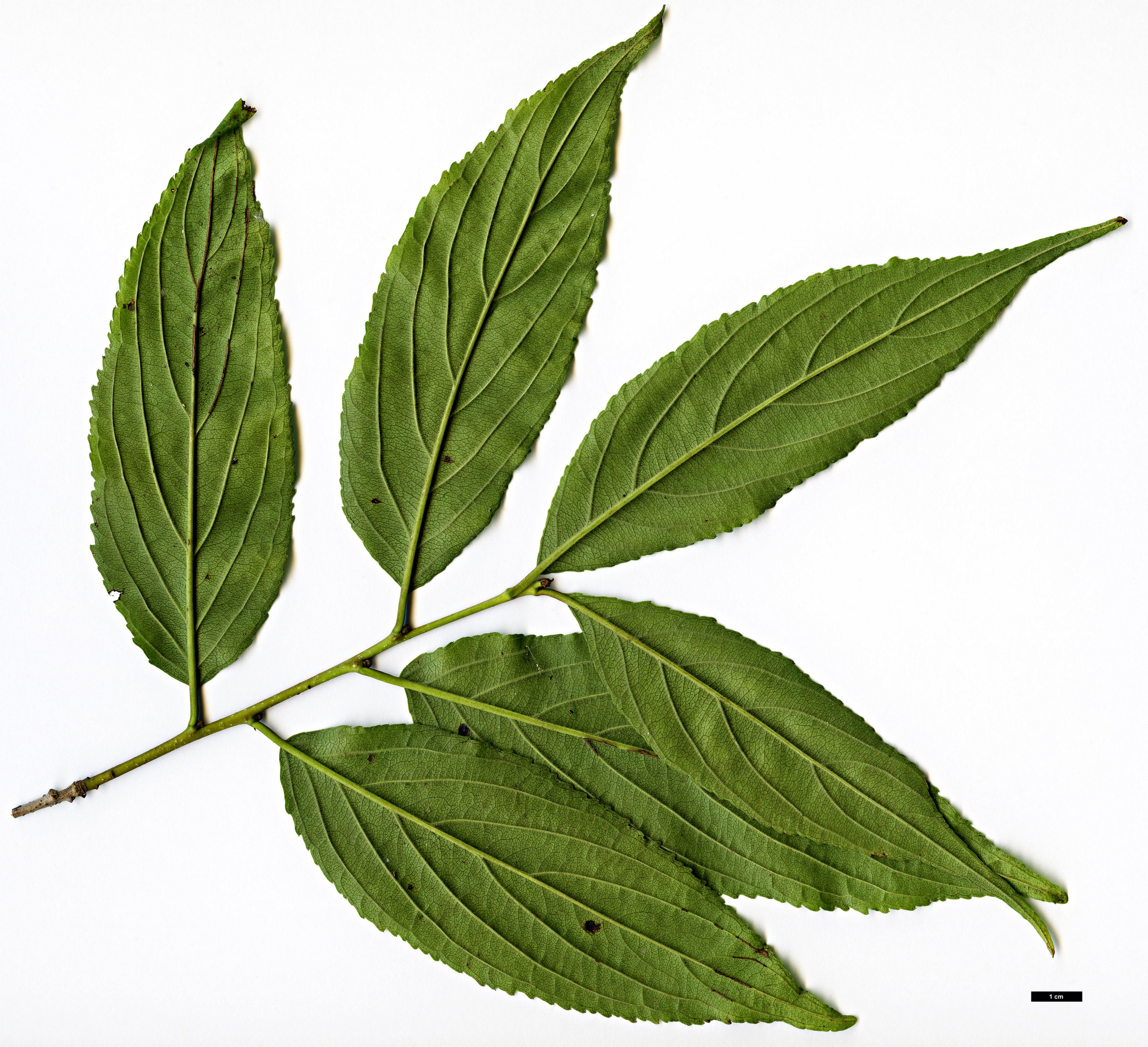 High resolution image: Family: Rhamnaceae - Genus: Rhamnus - Taxon: nakaharae