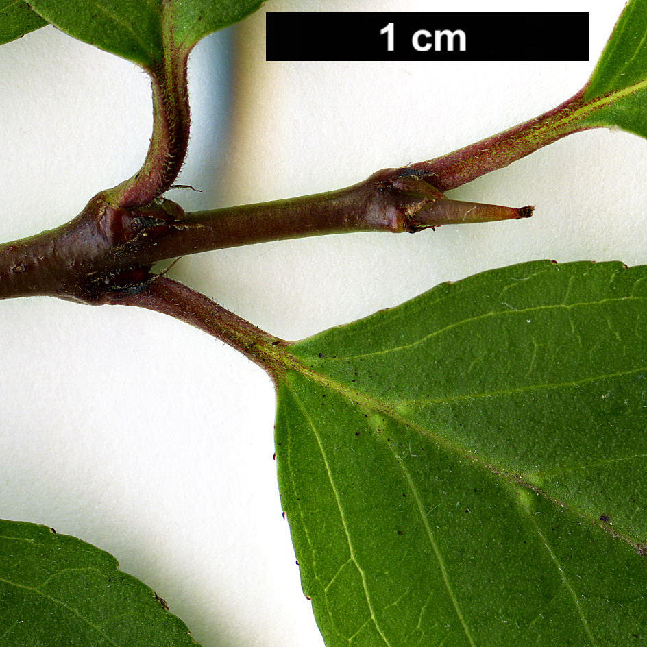 High resolution image: Family: Rhamnaceae - Genus: Rhamnus - Taxon: taquetii