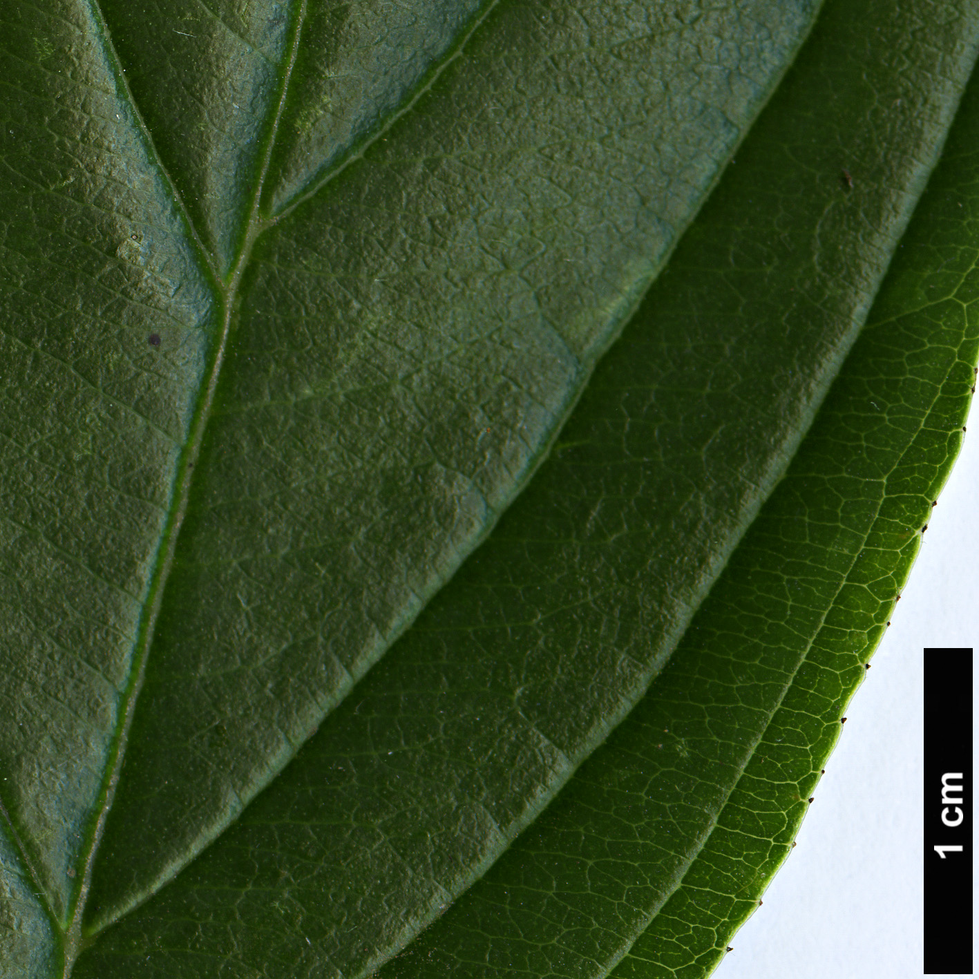 High resolution image: Family: Rhamnaceae - Genus: Rhamnus - Taxon: utilis