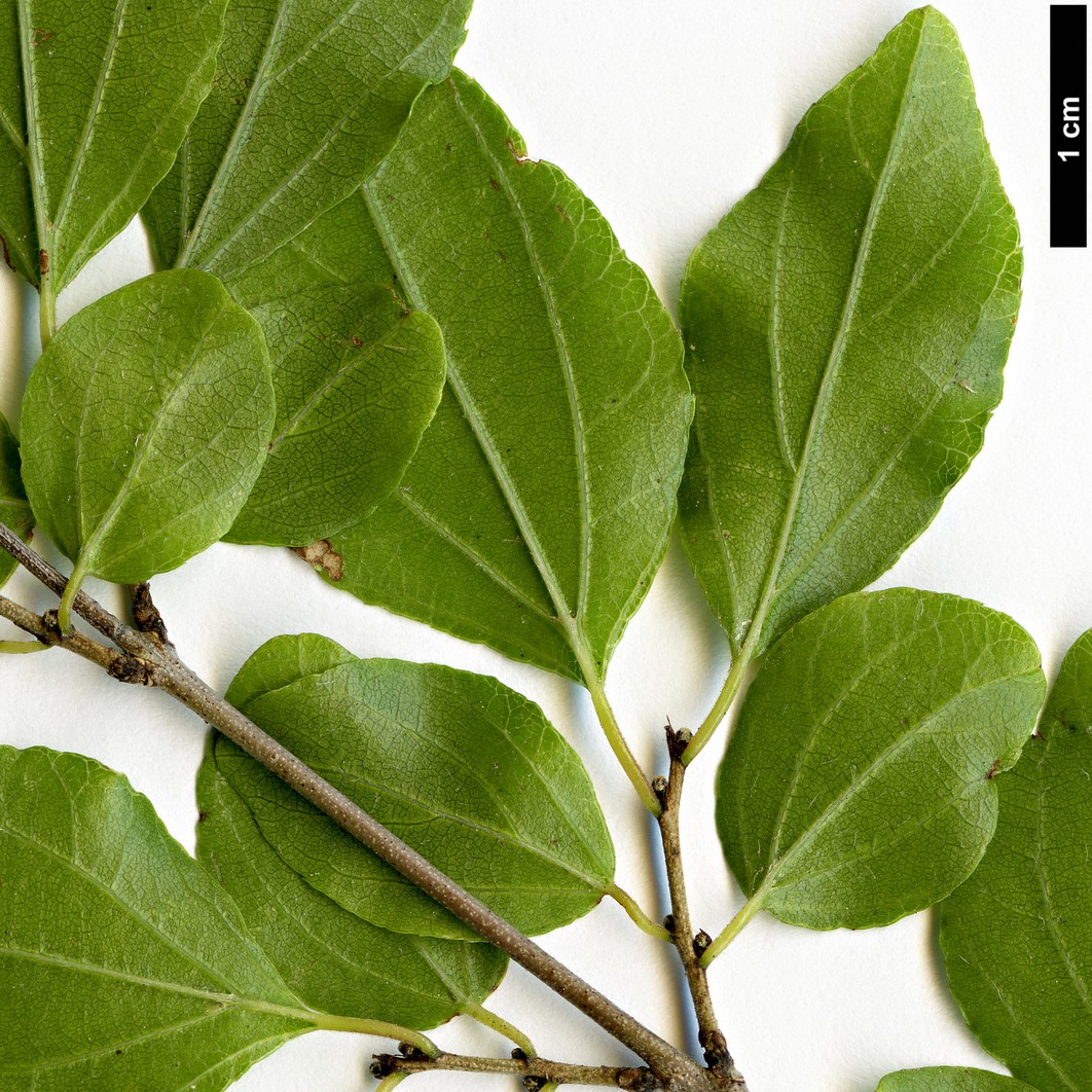 High resolution image: Family: Rhamnaceae - Genus: Sageretia - Taxon: pycnophylla