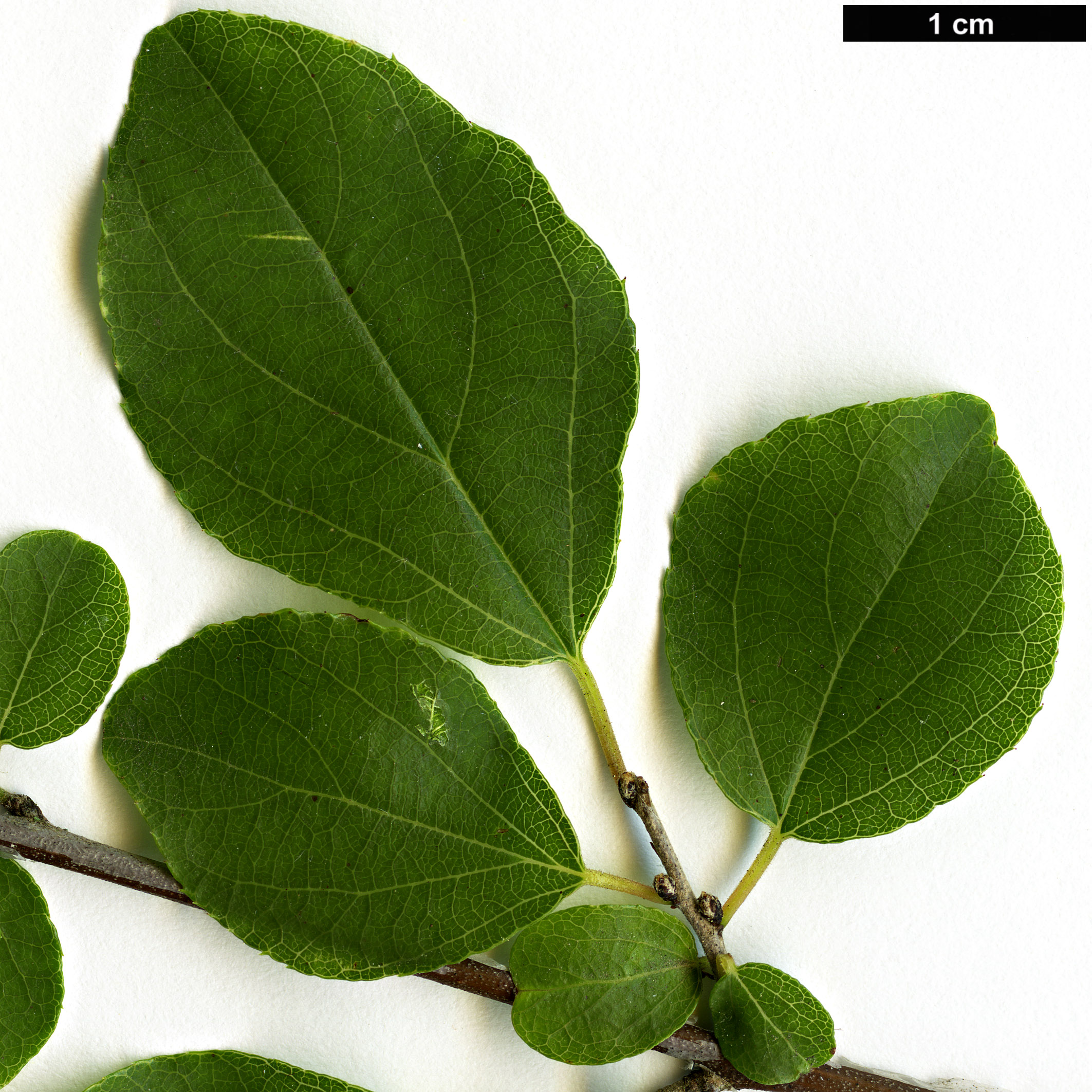 High resolution image: Family: Rhamnaceae - Genus: Sageretia - Taxon: pycnophylla