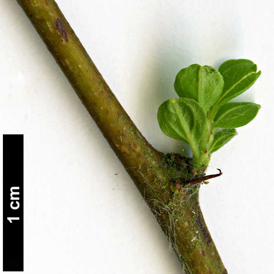 High resolution image: Family: Rhamnaceae - Genus: Ziziphus - Taxon: jujuba