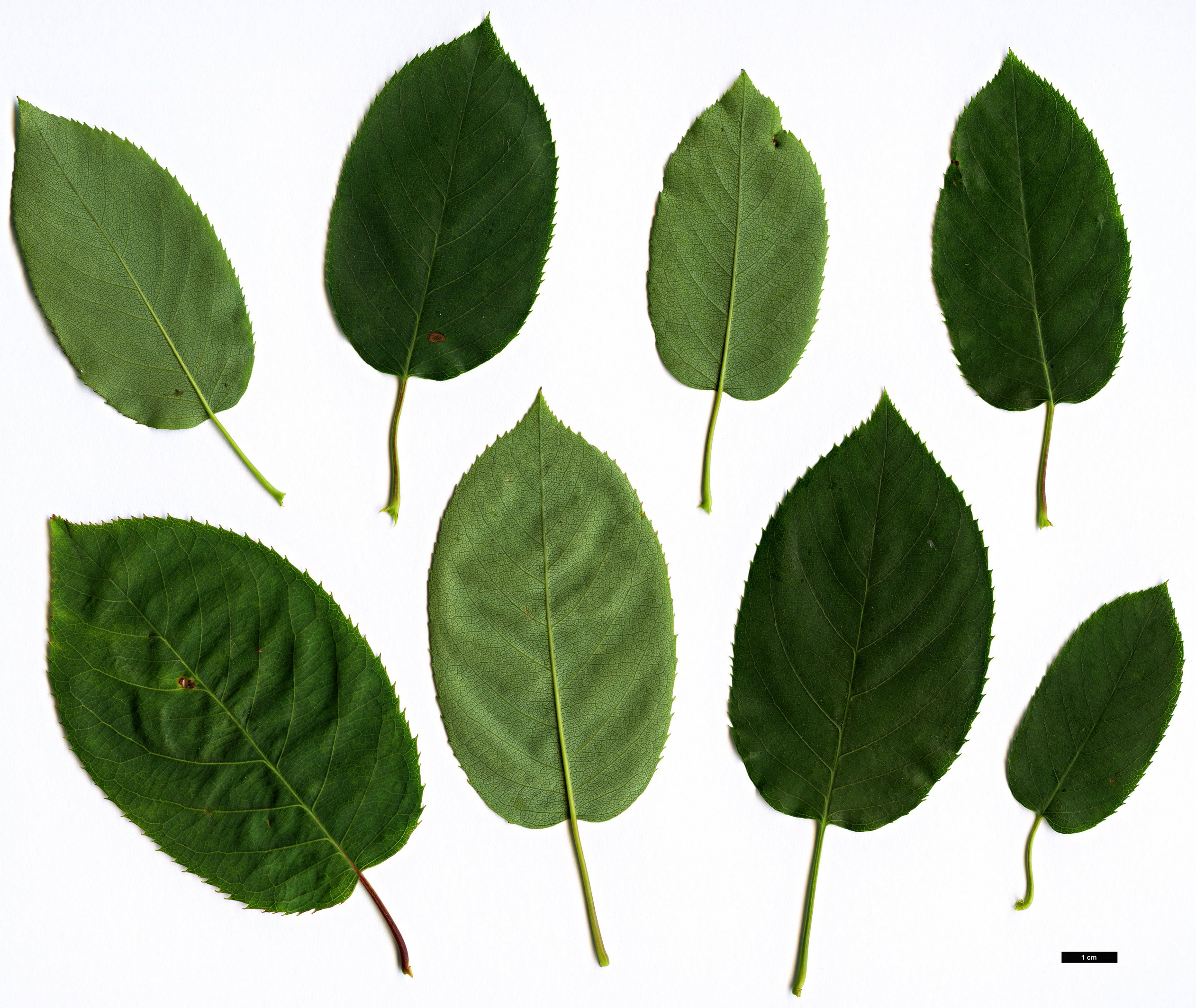 High resolution image: Family: Rosaceae - Genus: Amelanchier - Taxon: laevis - SpeciesSub: ‘R.J.Hilton’
