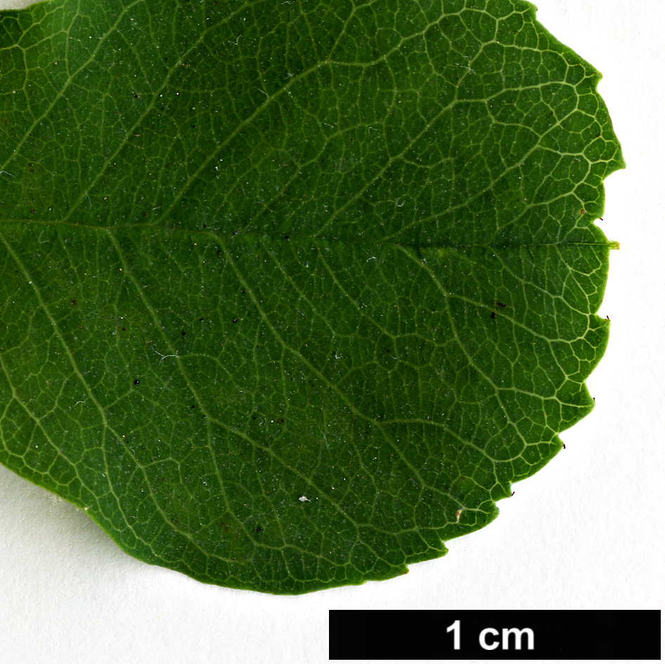 High resolution image: Family: Rosaceae - Genus: Amelanchier - Taxon: ovalis