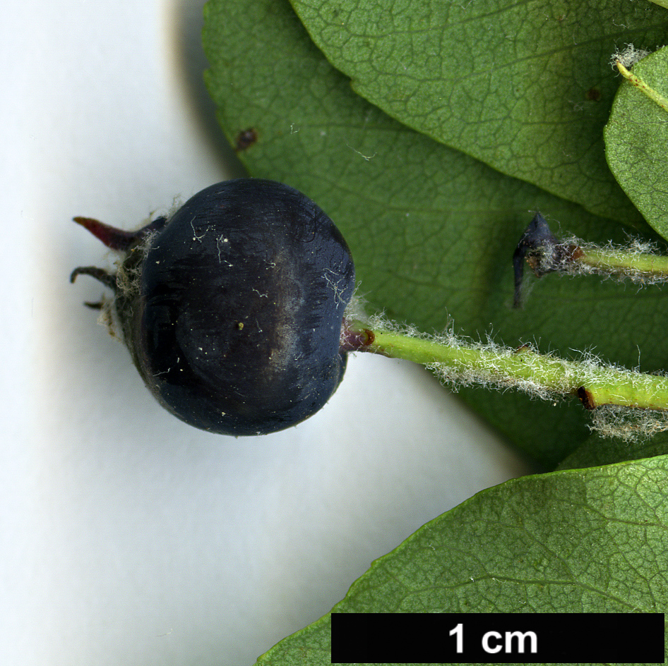 High resolution image: Family: Rosaceae - Genus: Amelanchier - Taxon: ovalis