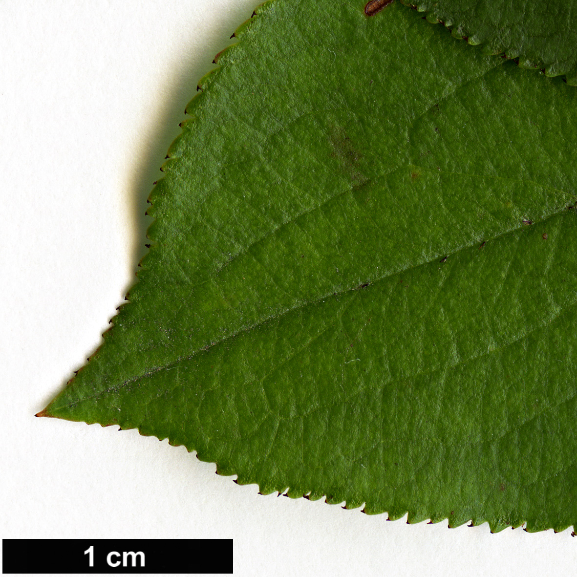 High resolution image: Family: Rosaceae - Genus: Aronia - Taxon: arbutifolia