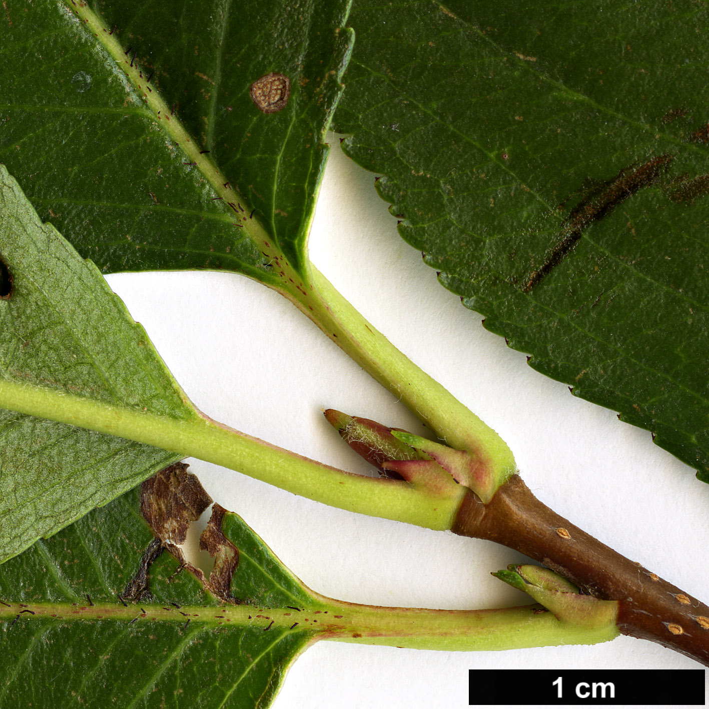 High resolution image: Family: Rosaceae - Genus: Aronia - Taxon: melanocarpa