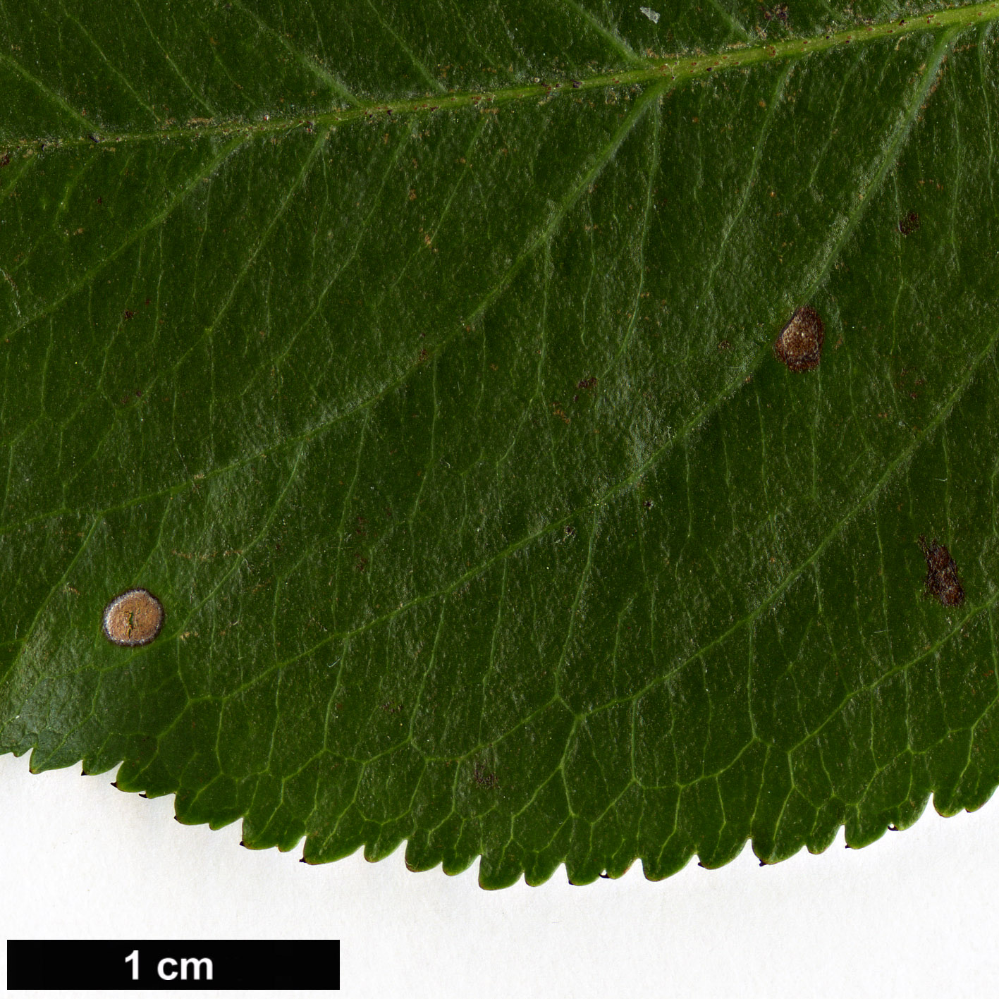 High resolution image: Family: Rosaceae - Genus: Aronia - Taxon: melanocarpa