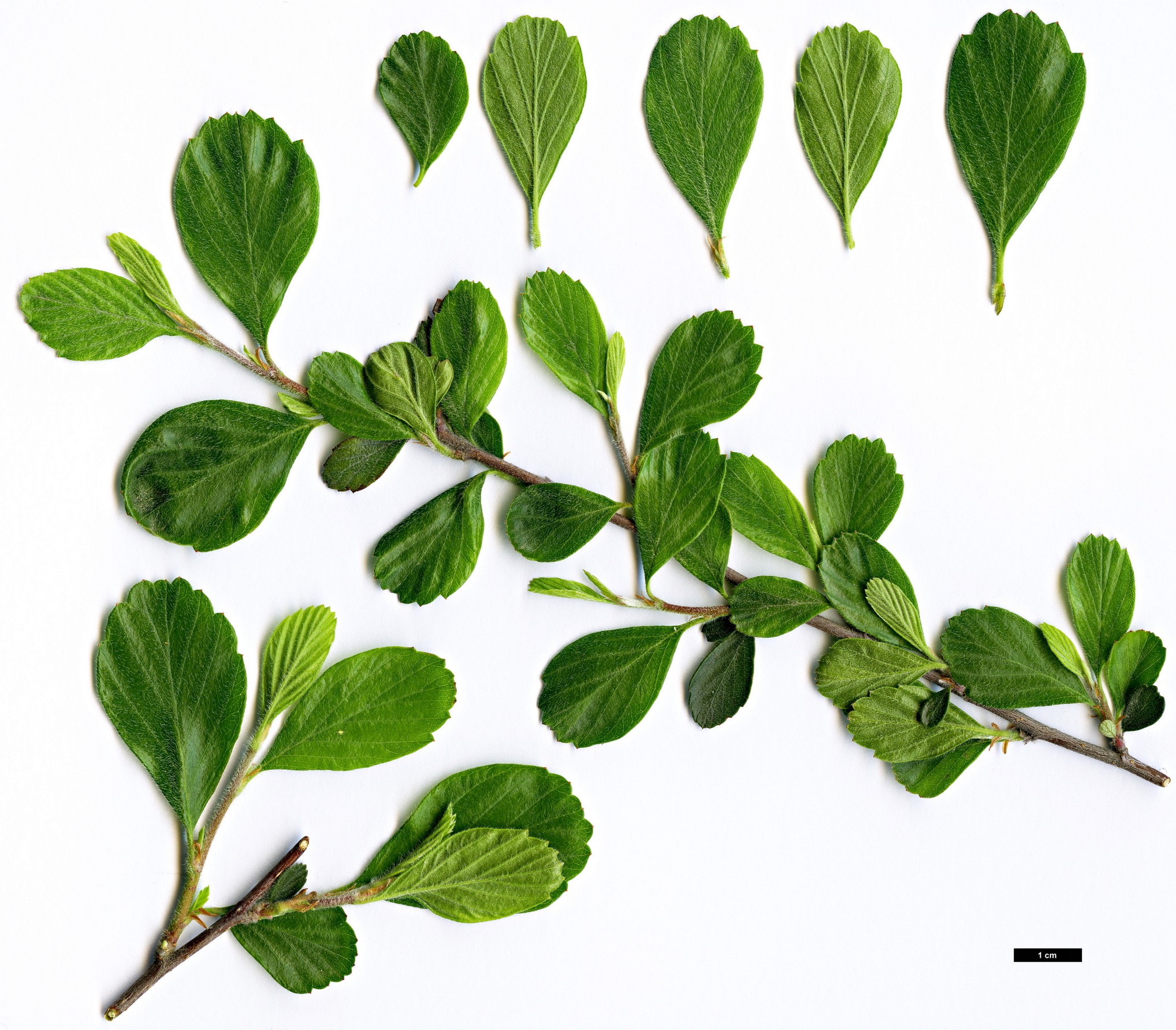 High resolution image: Family: Rosaceae - Genus: Cercocarpus - Taxon: montanus