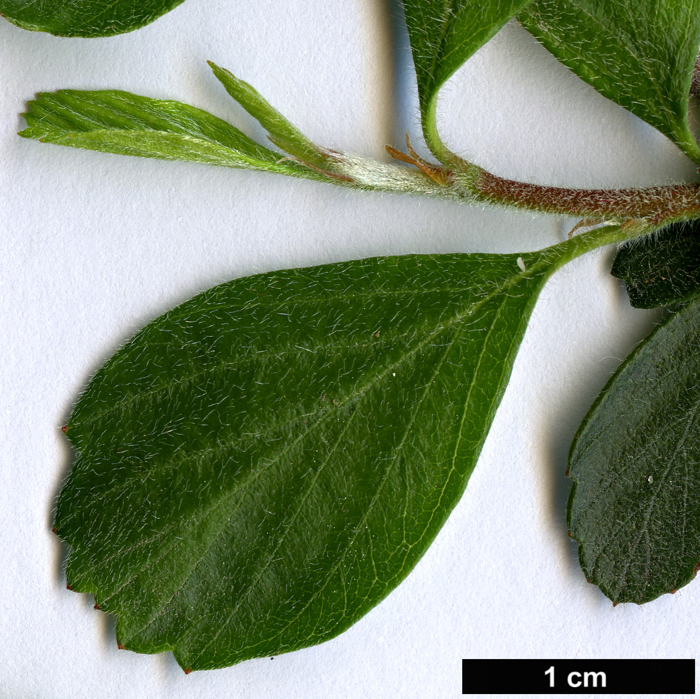 High resolution image: Family: Rosaceae - Genus: Cercocarpus - Taxon: montanus