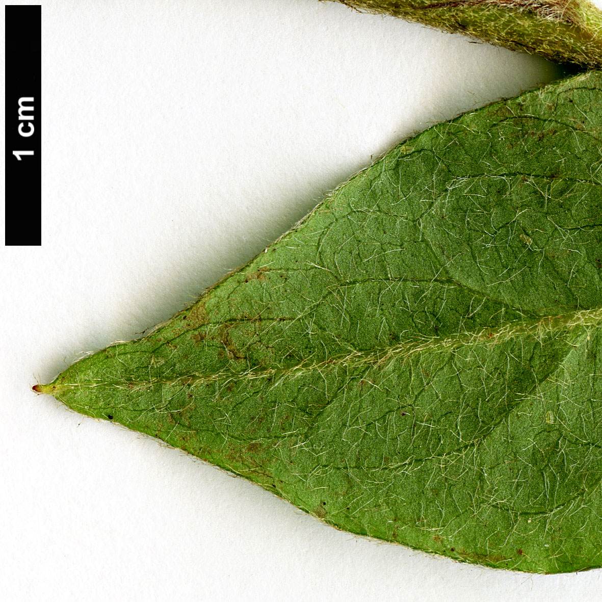 High resolution image: Family: Rosaceae - Genus: Cotoneaster - Taxon: acuminatus