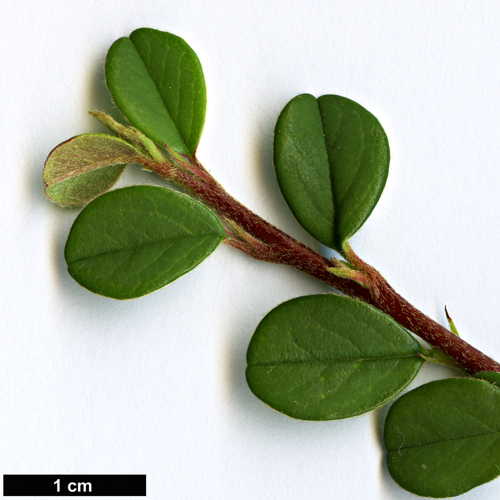 High resolution image: Family: Rosaceae - Genus: Cotoneaster - Taxon: adpressus