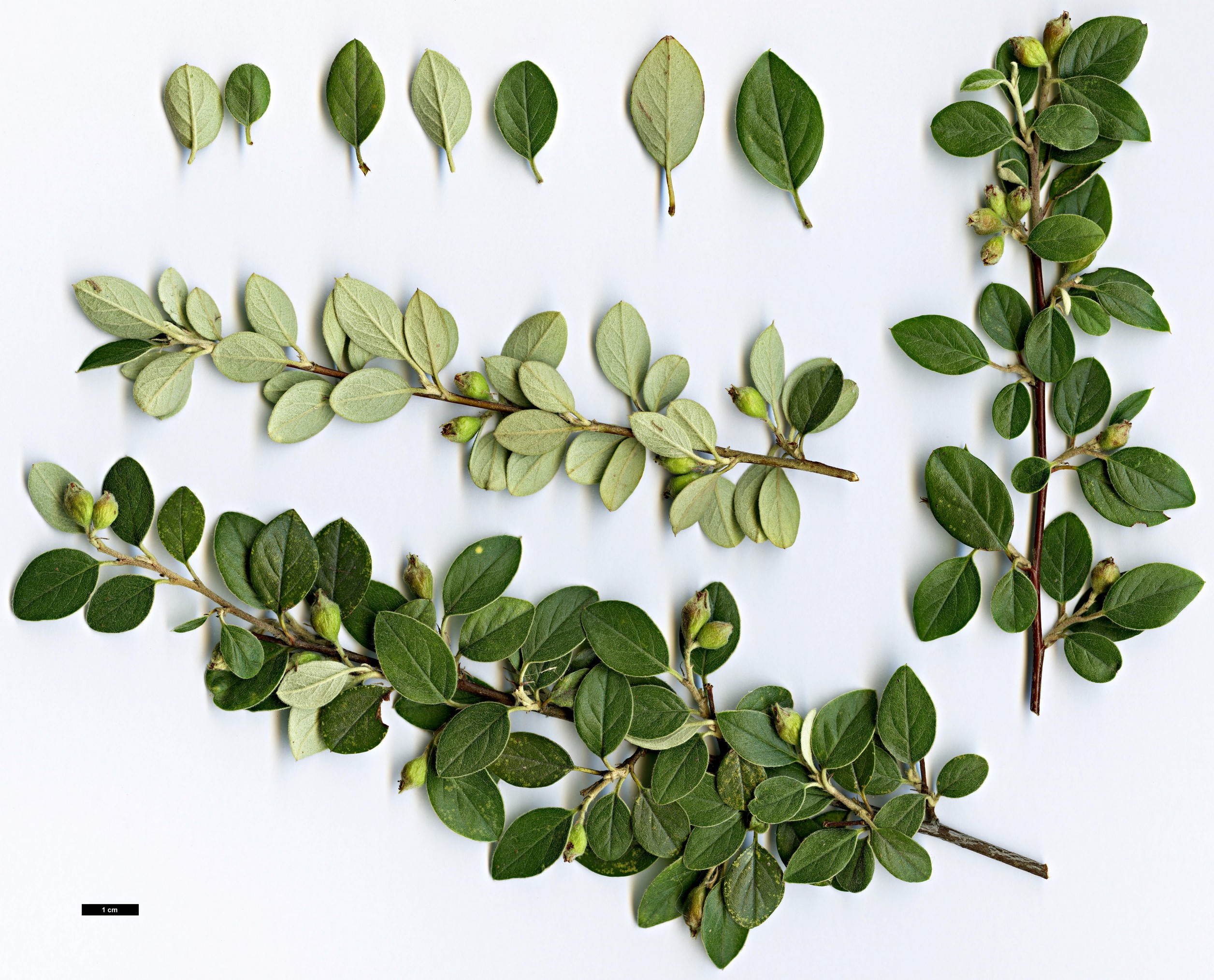 High resolution image: Family: Rosaceae - Genus: Cotoneaster - Taxon: amoenus