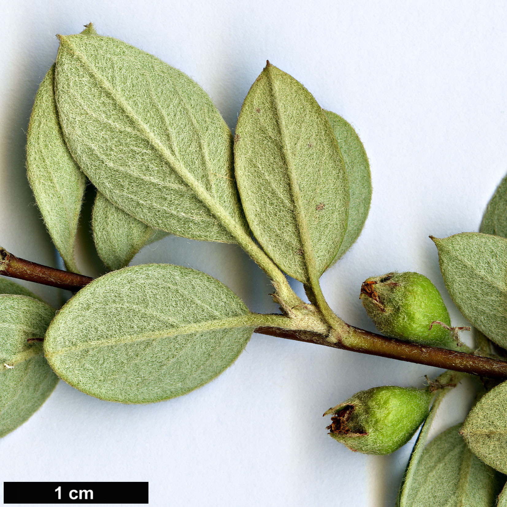 High resolution image: Family: Rosaceae - Genus: Cotoneaster - Taxon: amoenus