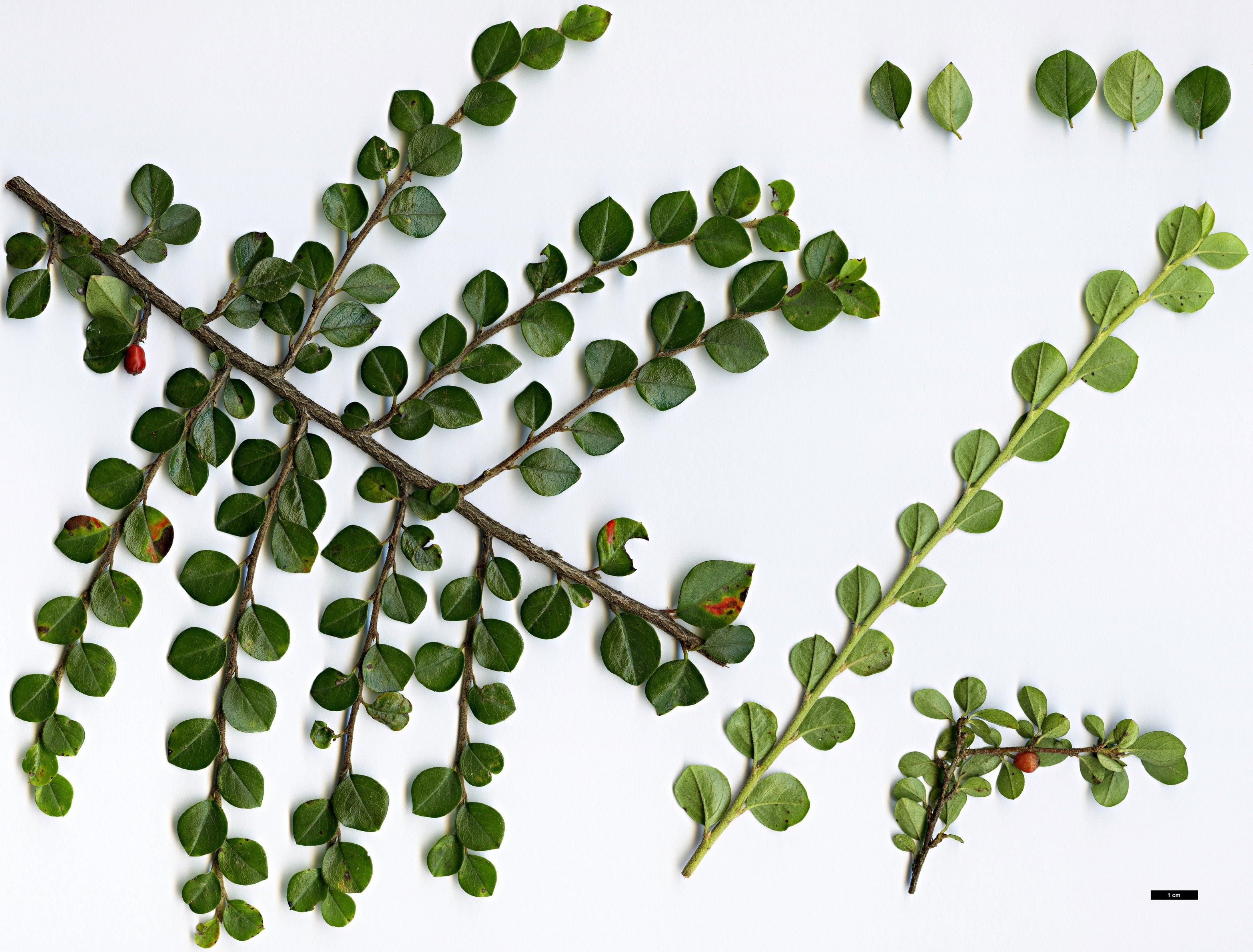 High resolution image: Family: Rosaceae - Genus: Cotoneaster - Taxon: apiculatus