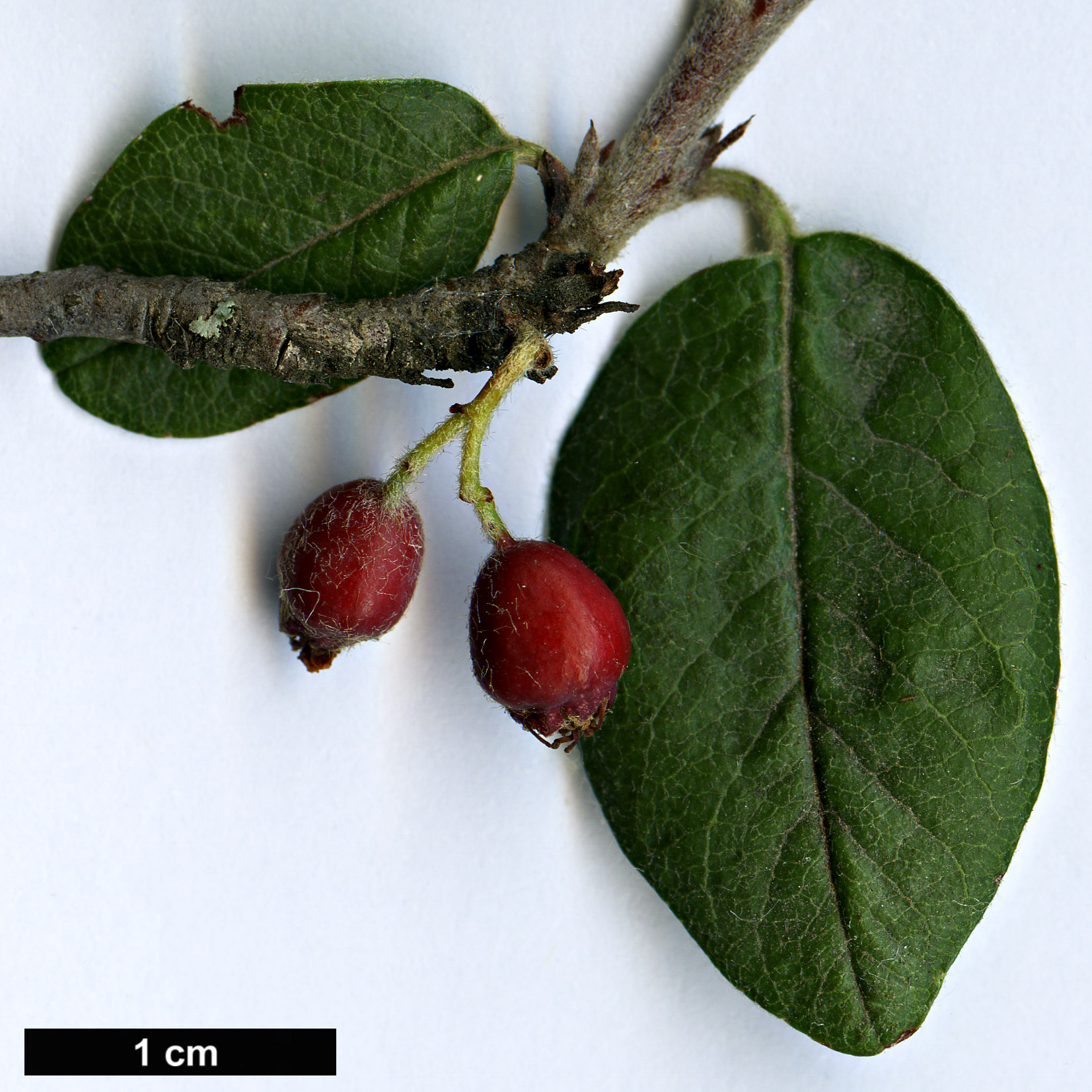 High resolution image: Family: Rosaceae - Genus: Cotoneaster - Taxon: armenus