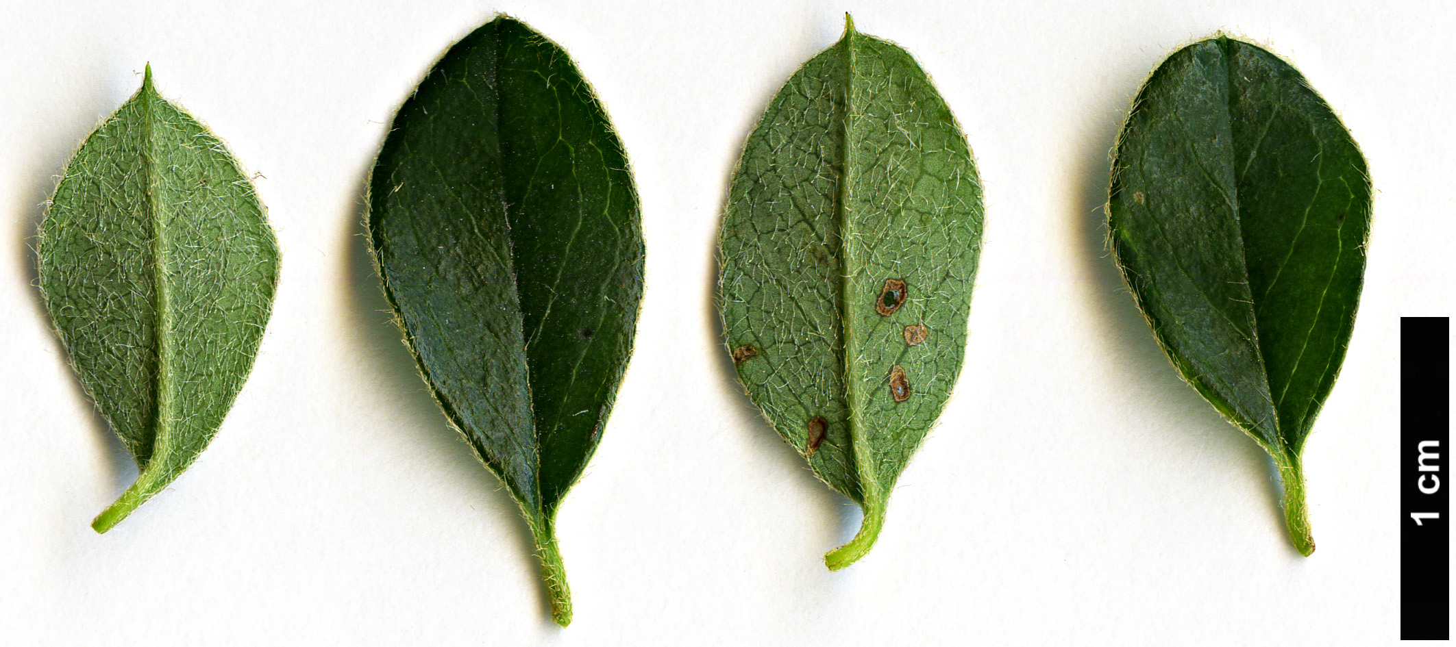 High resolution image: Family: Rosaceae - Genus: Cotoneaster - Taxon: astrophoros