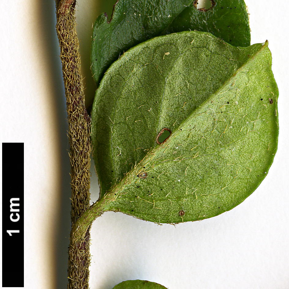 High resolution image: Family: Rosaceae - Genus: Cotoneaster - Taxon: atroascendens