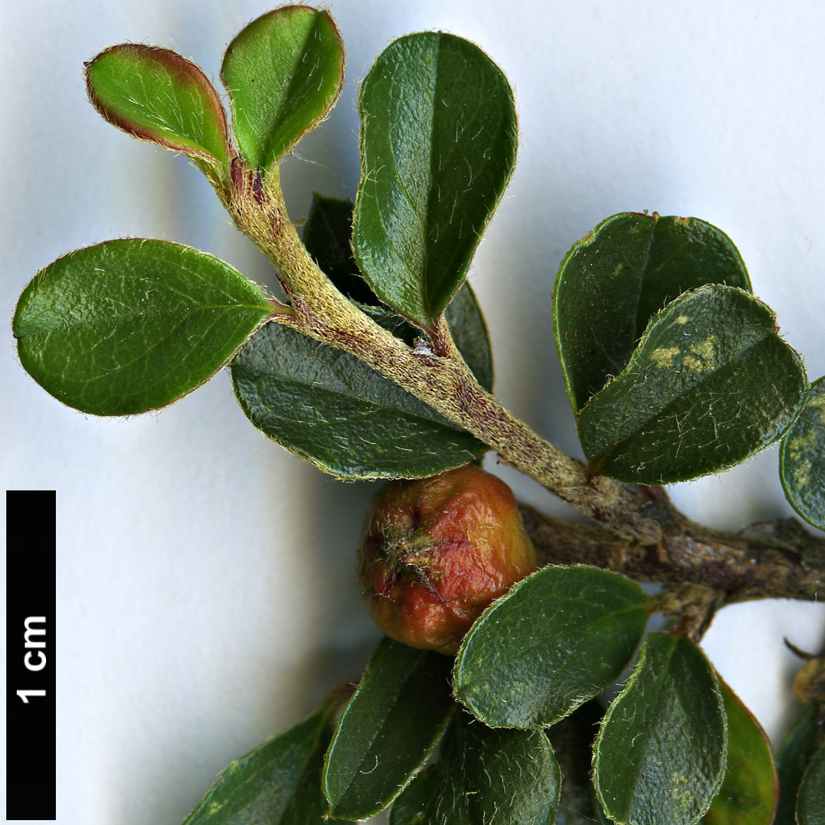High resolution image: Family: Rosaceae - Genus: Cotoneaster - Taxon: atrovirens