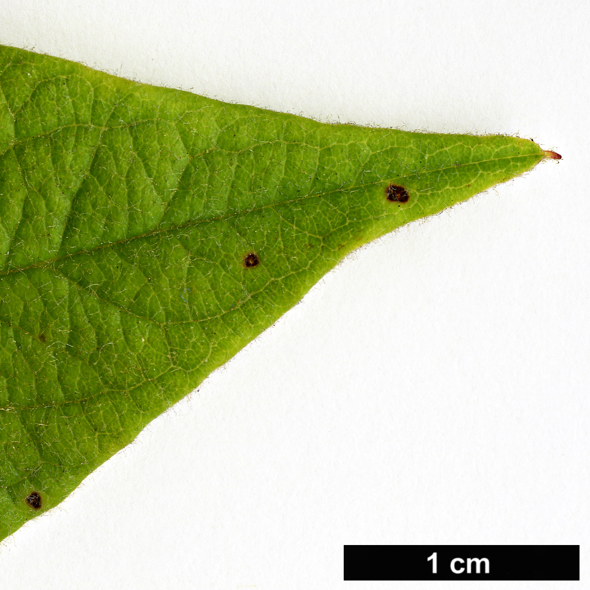 High resolution image: Family: Rosaceae - Genus: Cotoneaster - Taxon: atuntzensis