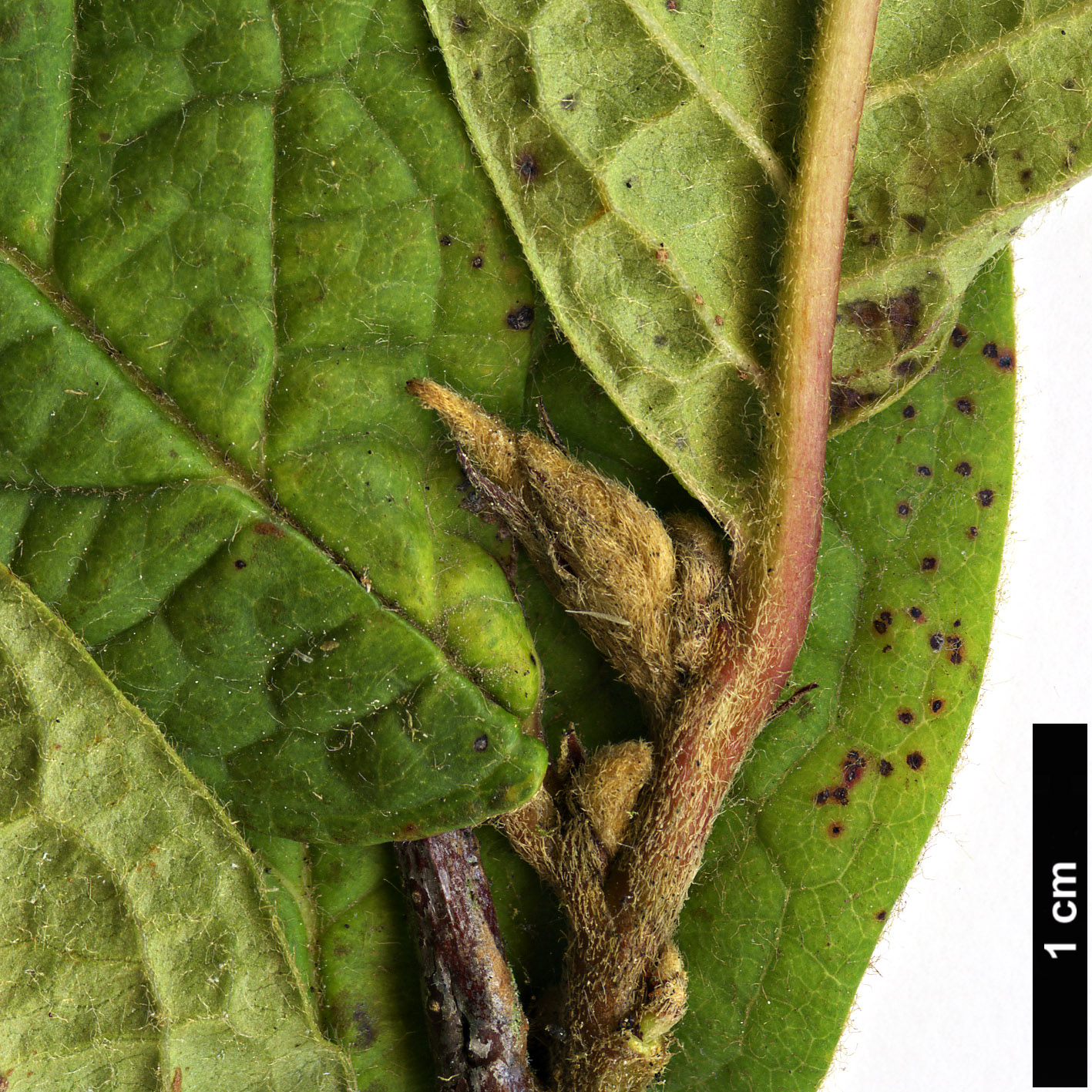 High resolution image: Family: Rosaceae - Genus: Cotoneaster - Taxon: atuntzensis