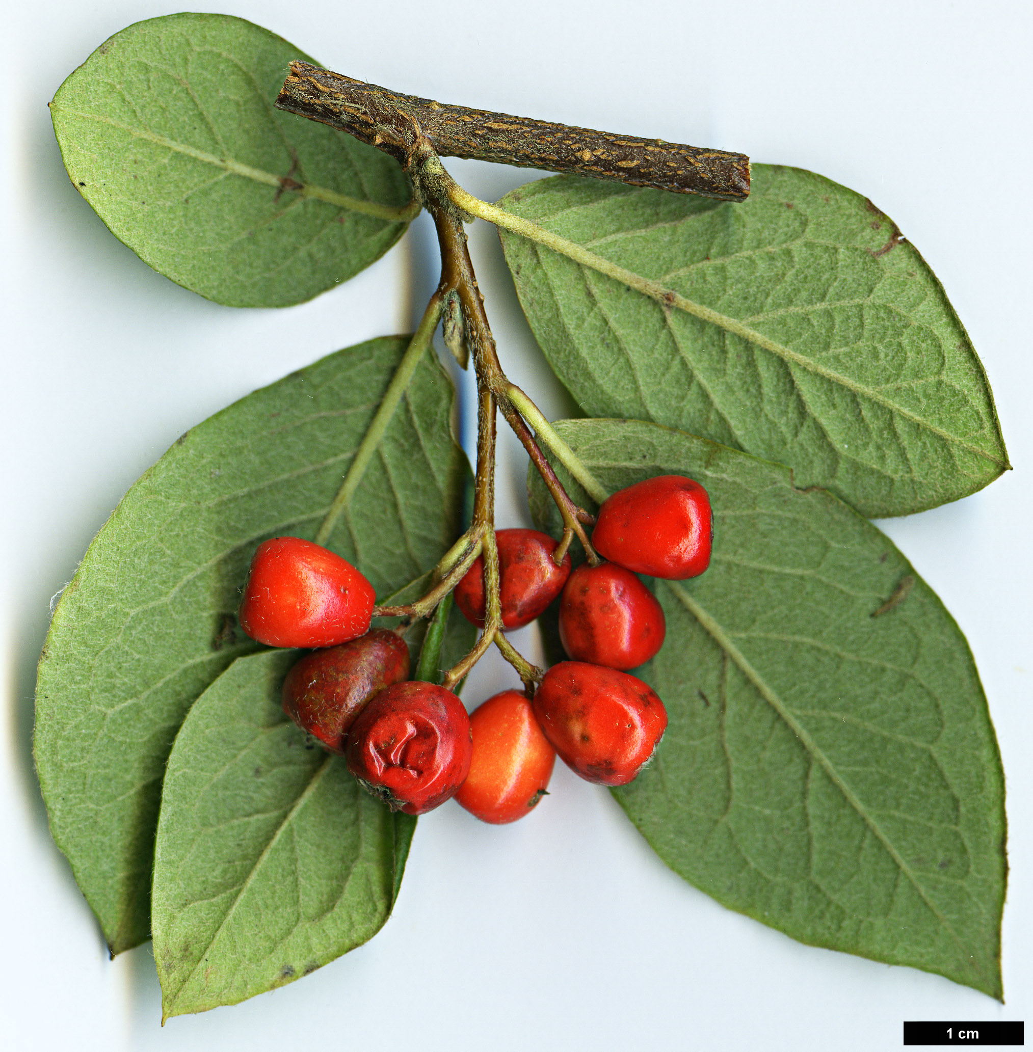 High resolution image: Family: Rosaceae - Genus: Cotoneaster - Taxon: boisianus