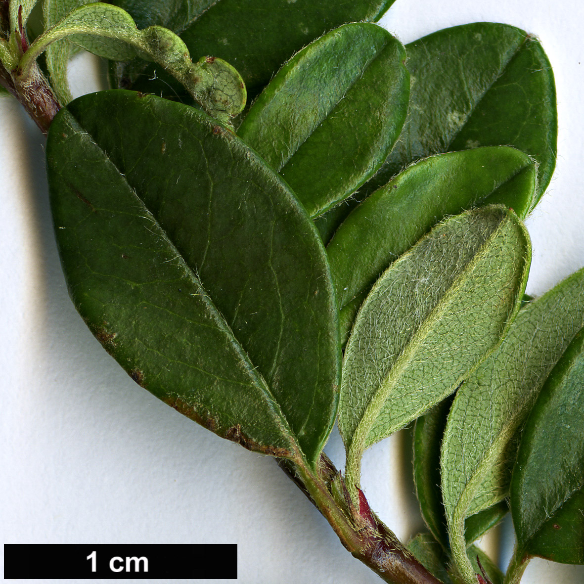 High resolution image: Family: Rosaceae - Genus: Cotoneaster - Taxon: buxifolius