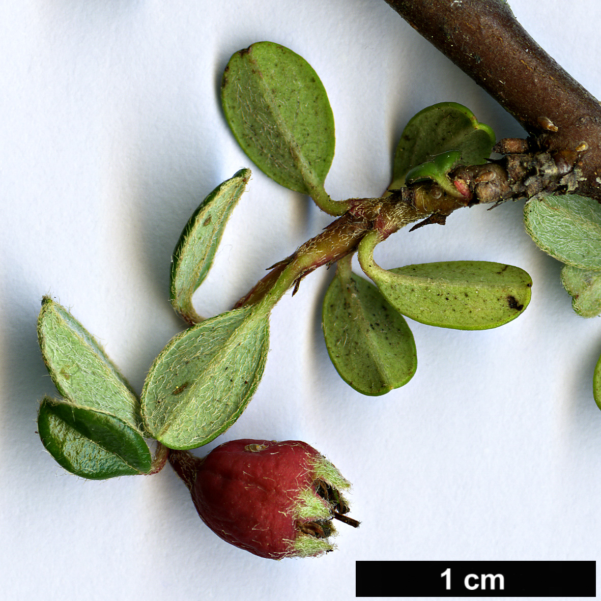 High resolution image: Family: Rosaceae - Genus: Cotoneaster - Taxon: cashmiriensis