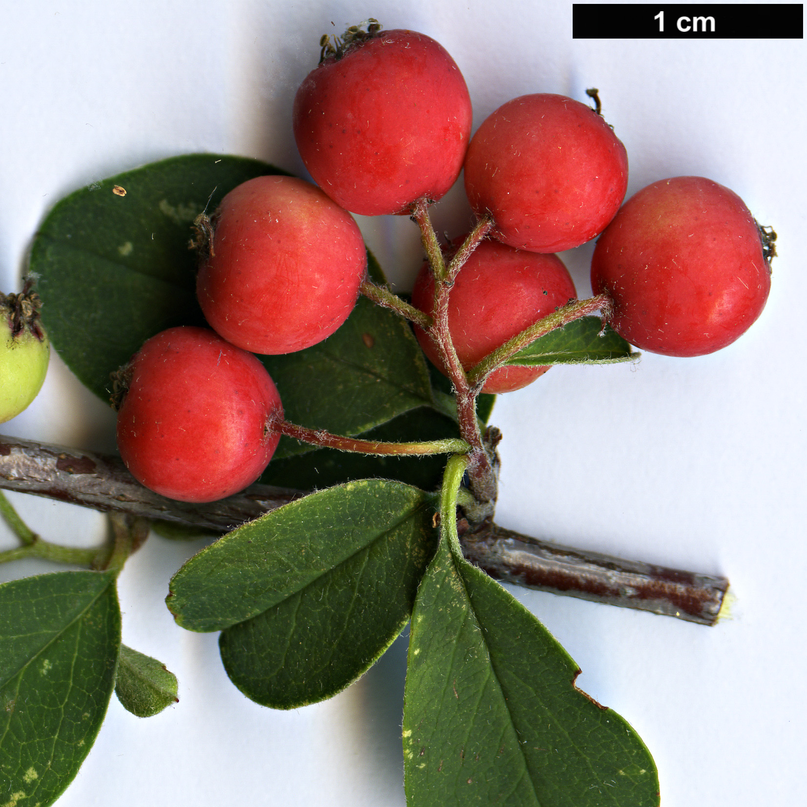 High resolution image: Family: Rosaceae - Genus: Cotoneaster - Taxon: chungtiensis