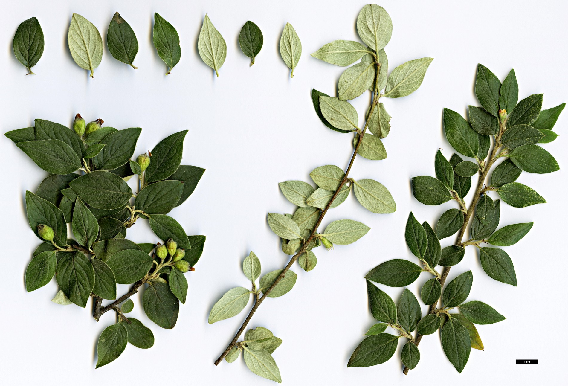 High resolution image: Family: Rosaceae - Genus: Cotoneaster - Taxon: cinerascens