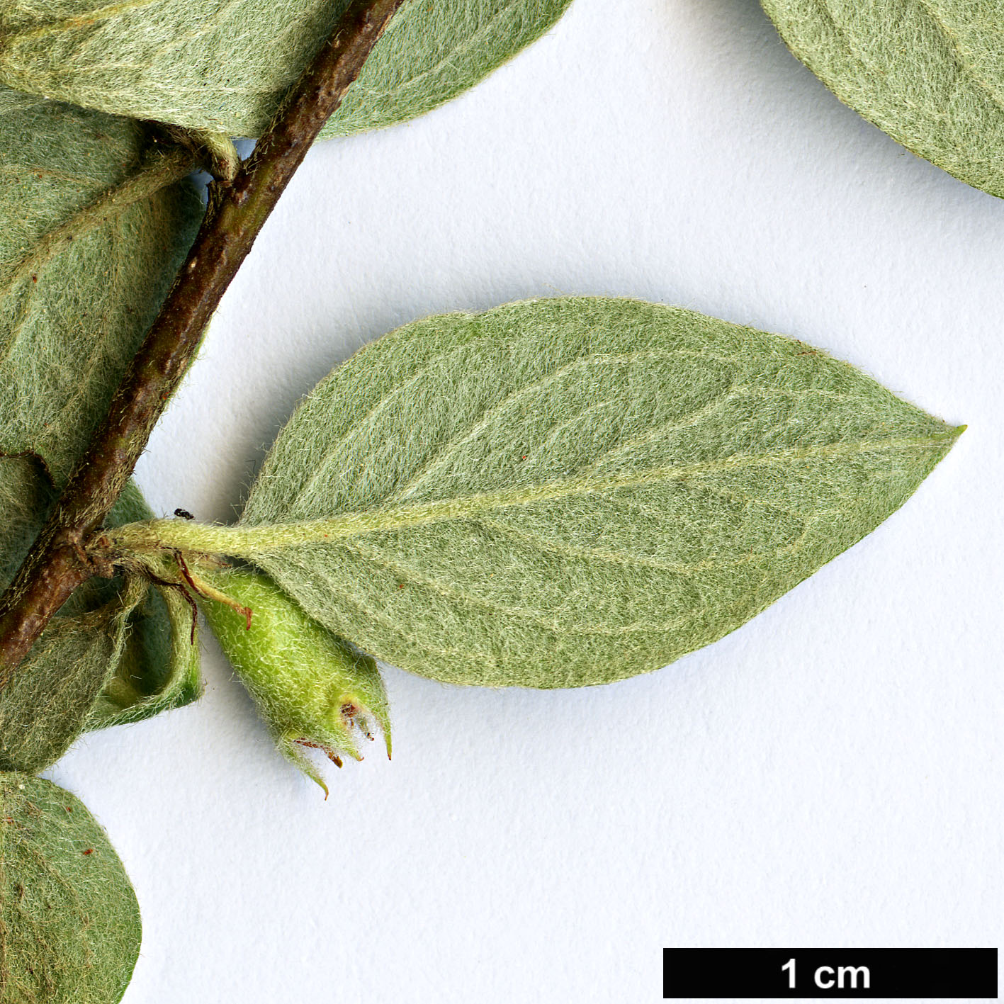 High resolution image: Family: Rosaceae - Genus: Cotoneaster - Taxon: cinerascens