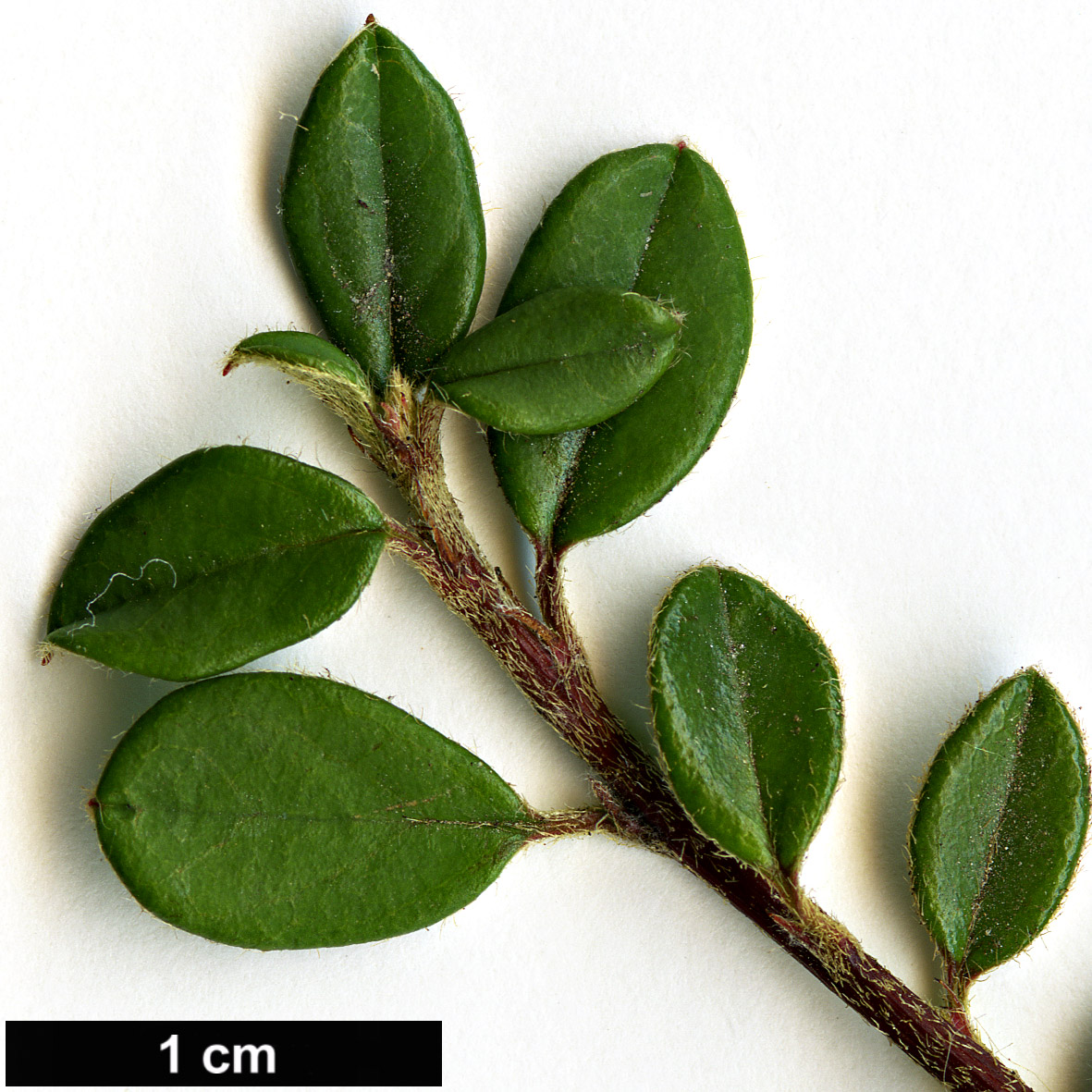 High resolution image: Family: Rosaceae - Genus: Cotoneaster - Taxon: congestus