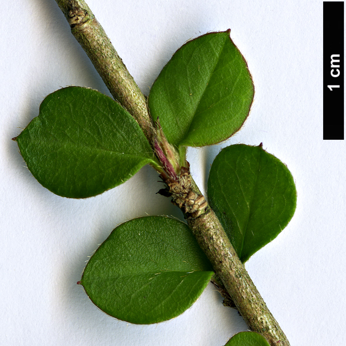 High resolution image: Family: Rosaceae - Genus: Cotoneaster - Taxon: cordifolius