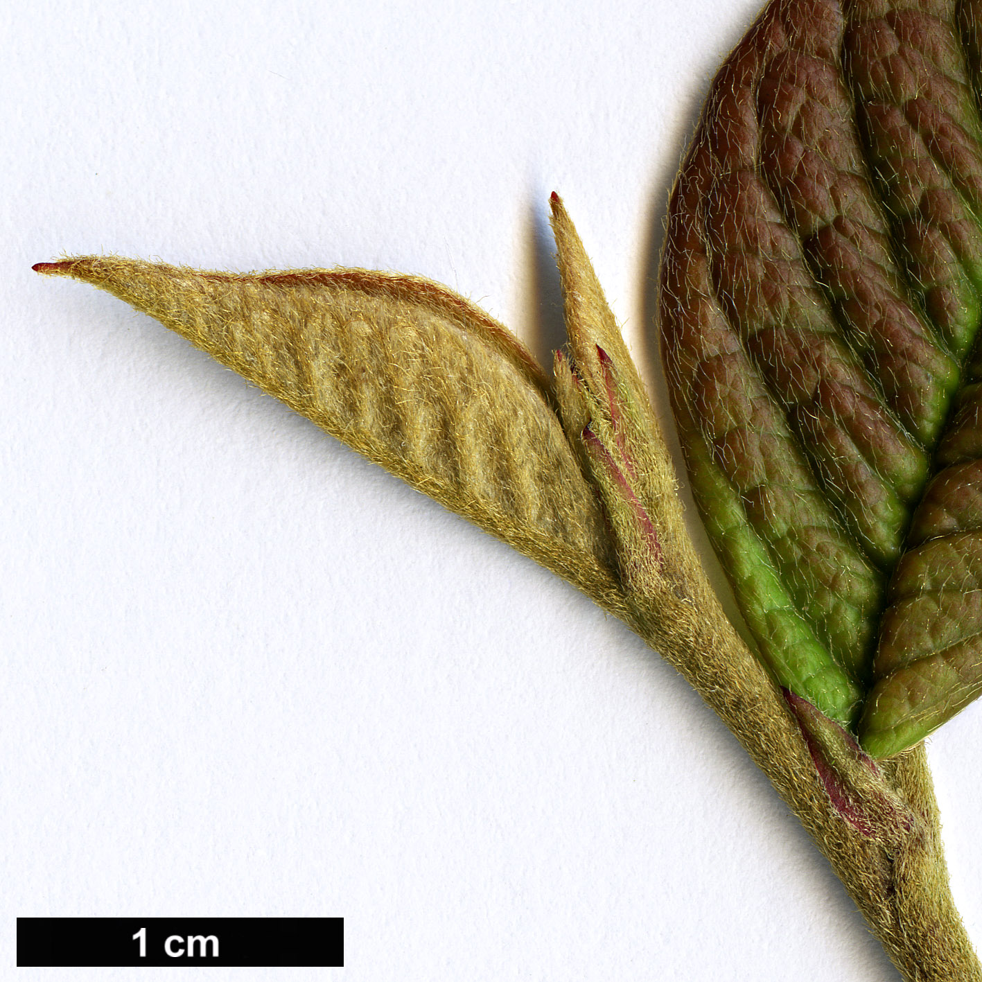 High resolution image: Family: Rosaceae - Genus: Cotoneaster - Taxon: cornifolius