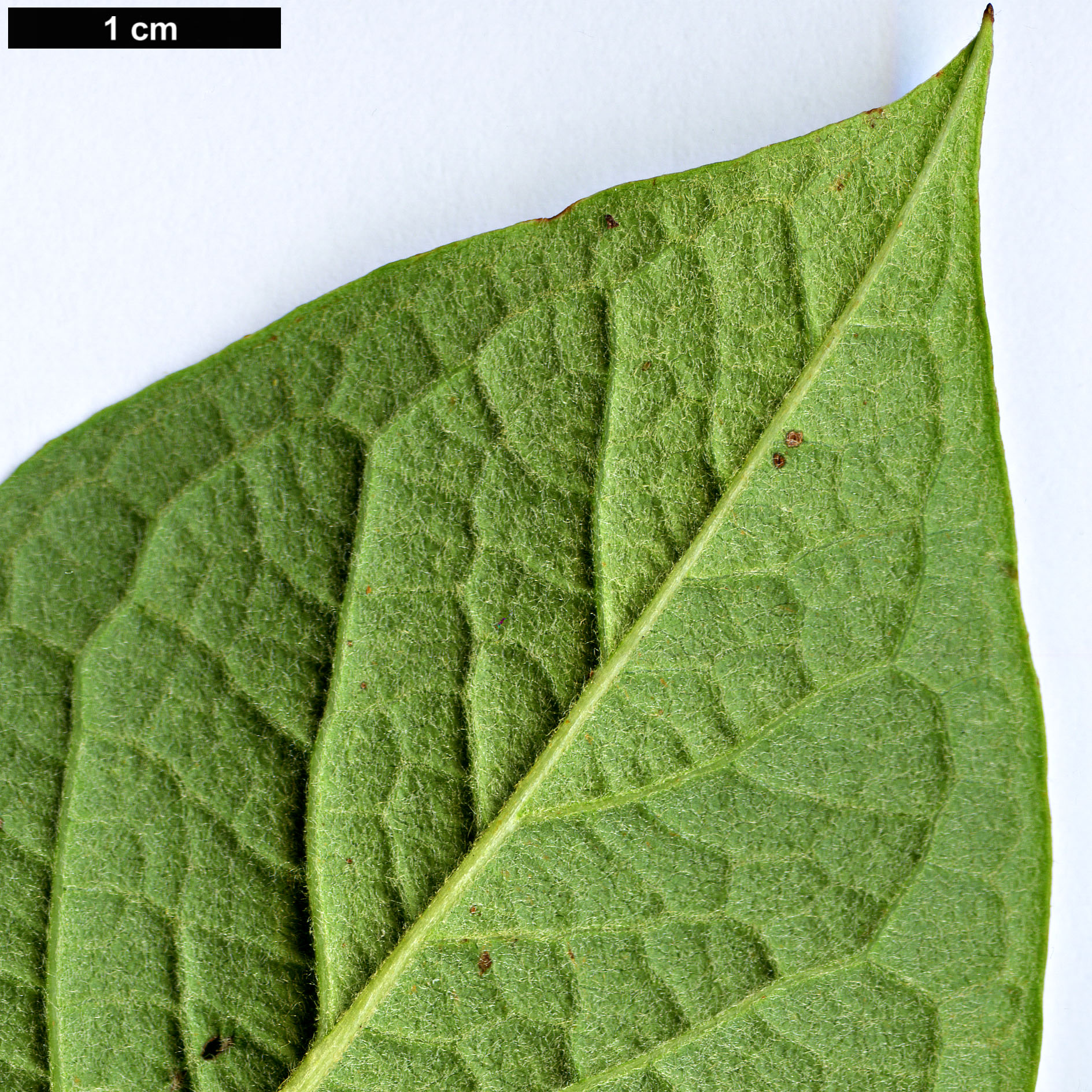 High resolution image: Family: Rosaceae - Genus: Cotoneaster - Taxon: cornifolius