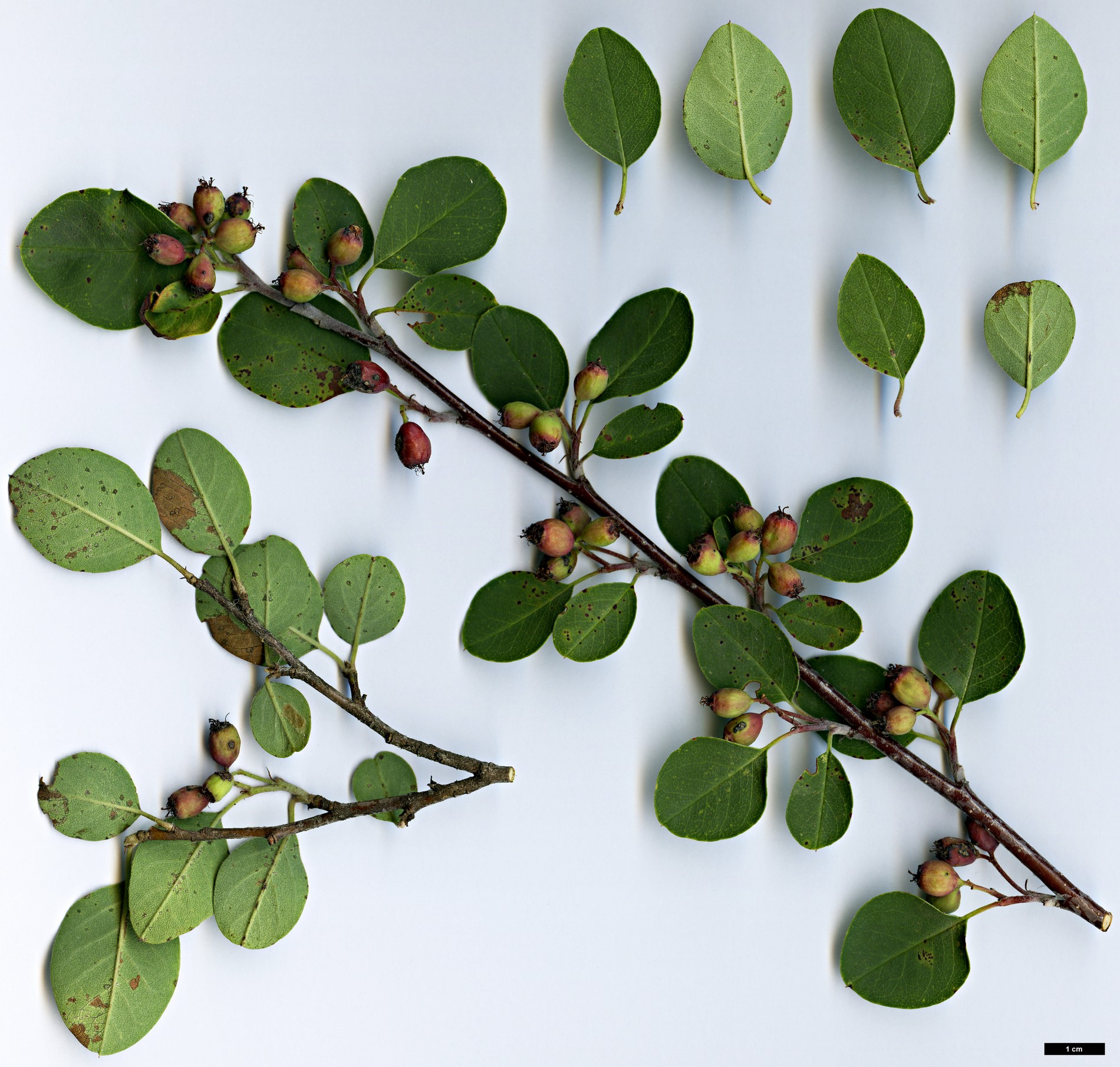 High resolution image: Family: Rosaceae - Genus: Cotoneaster - Taxon: creticus