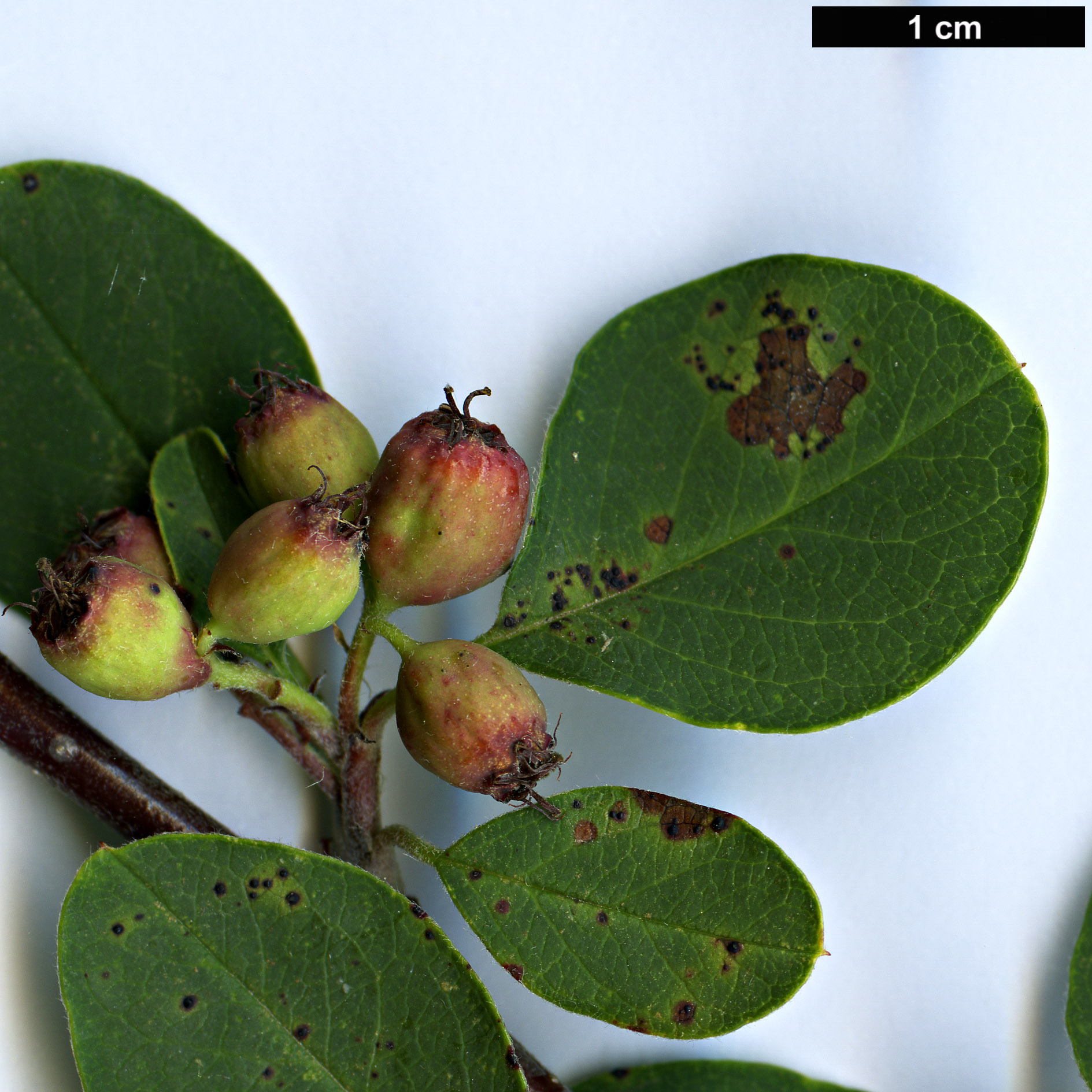 High resolution image: Family: Rosaceae - Genus: Cotoneaster - Taxon: creticus