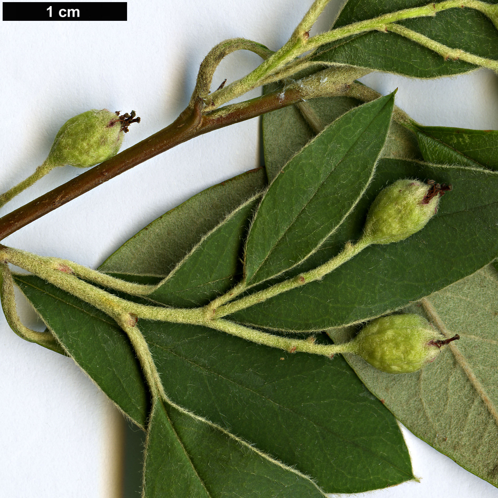 High resolution image: Family: Rosaceae - Genus: Cotoneaster - Taxon: crispii