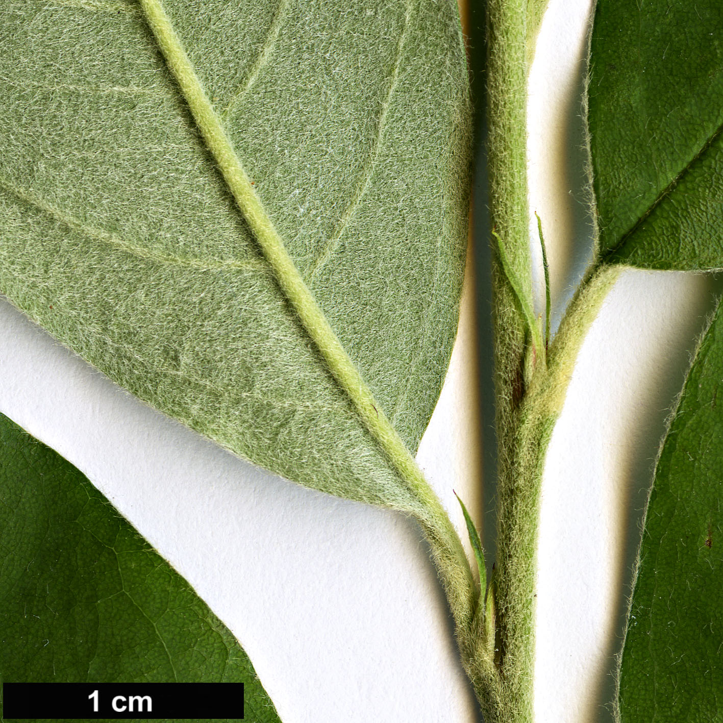High resolution image: Family: Rosaceae - Genus: Cotoneaster - Taxon: crispii
