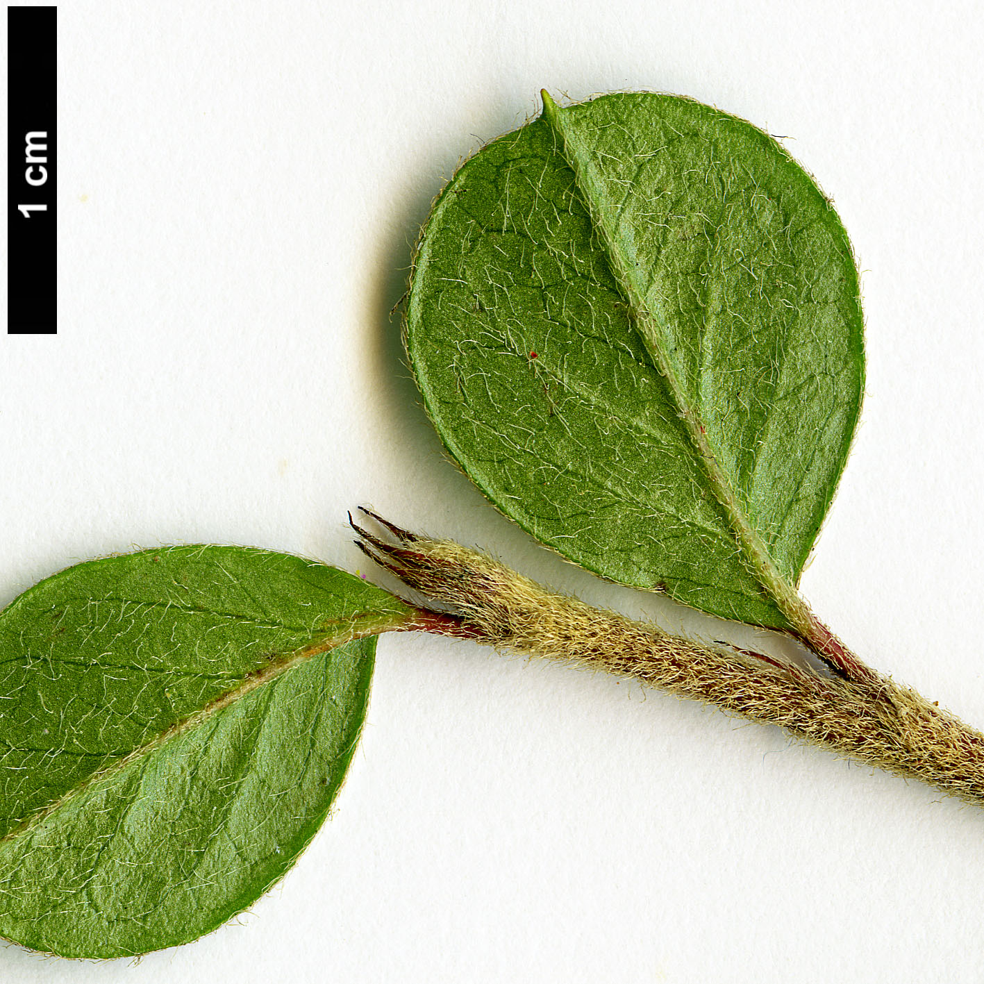 High resolution image: Family: Rosaceae - Genus: Cotoneaster - Taxon: cuspidatus