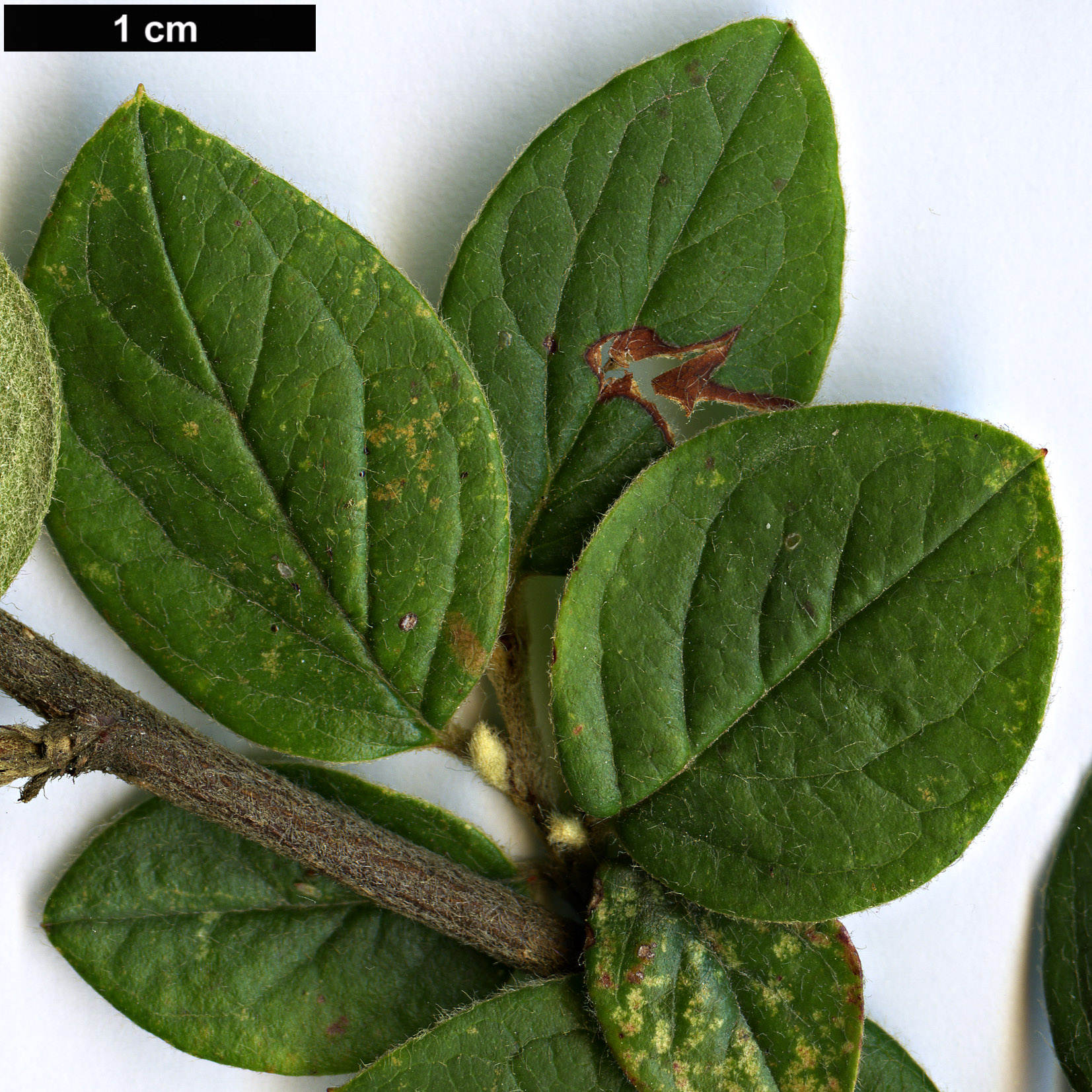High resolution image: Family: Rosaceae - Genus: Cotoneaster - Taxon: dielsianus