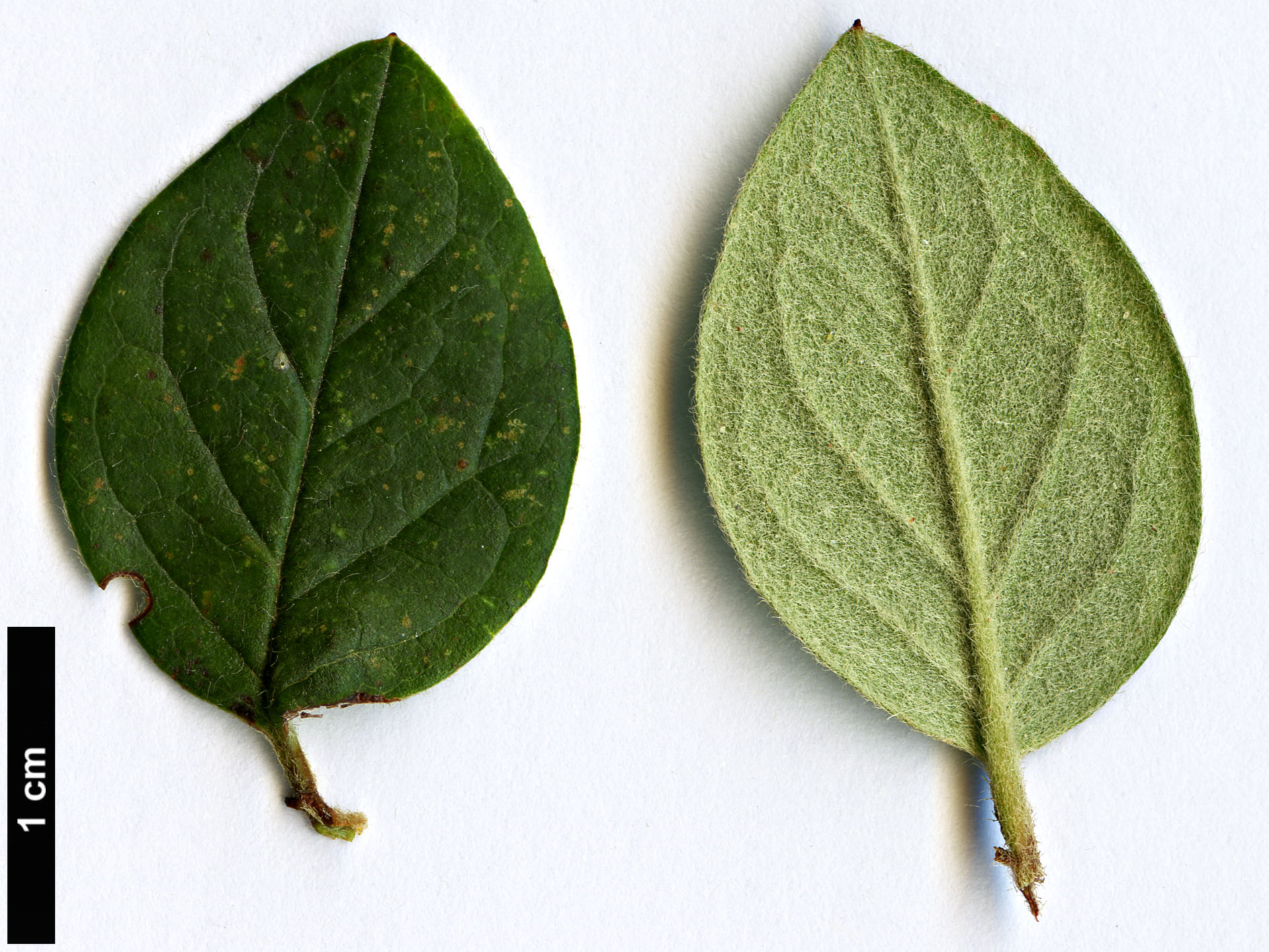 High resolution image: Family: Rosaceae - Genus: Cotoneaster - Taxon: dielsianus