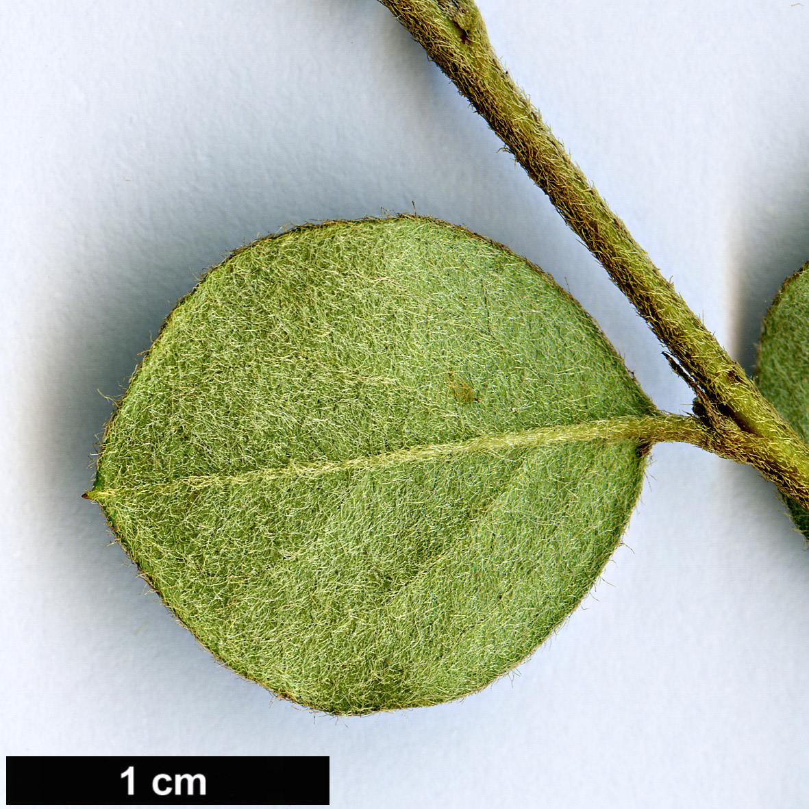 High resolution image: Family: Rosaceae - Genus: Cotoneaster - Taxon: distichus